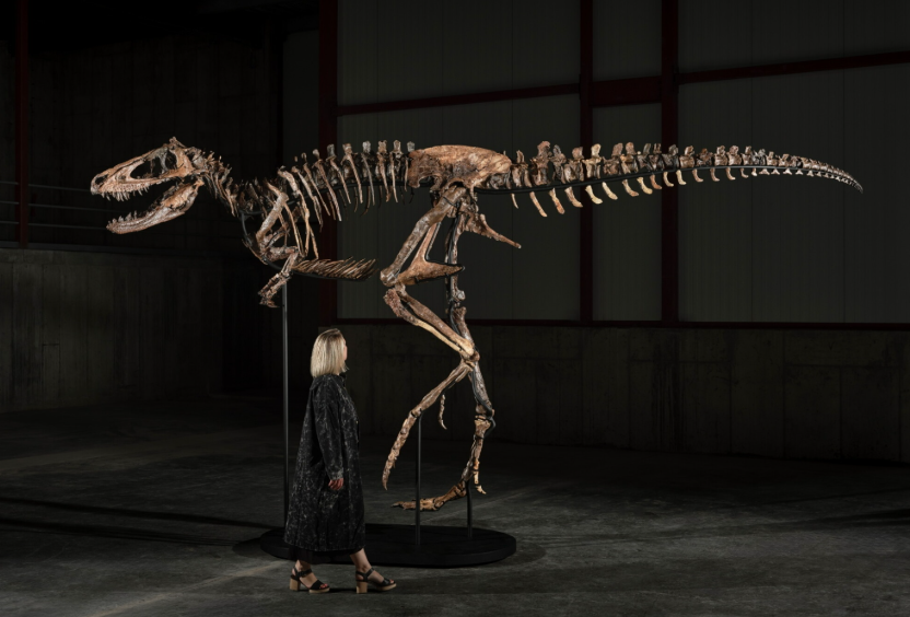 Frau steht neben einem großen Dinosaurierskelett in einer dunklen Ausstellungshalle.