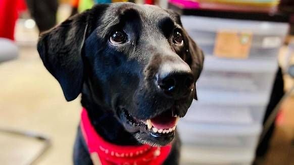 Die süße Labrador-Hündin Tikki.
