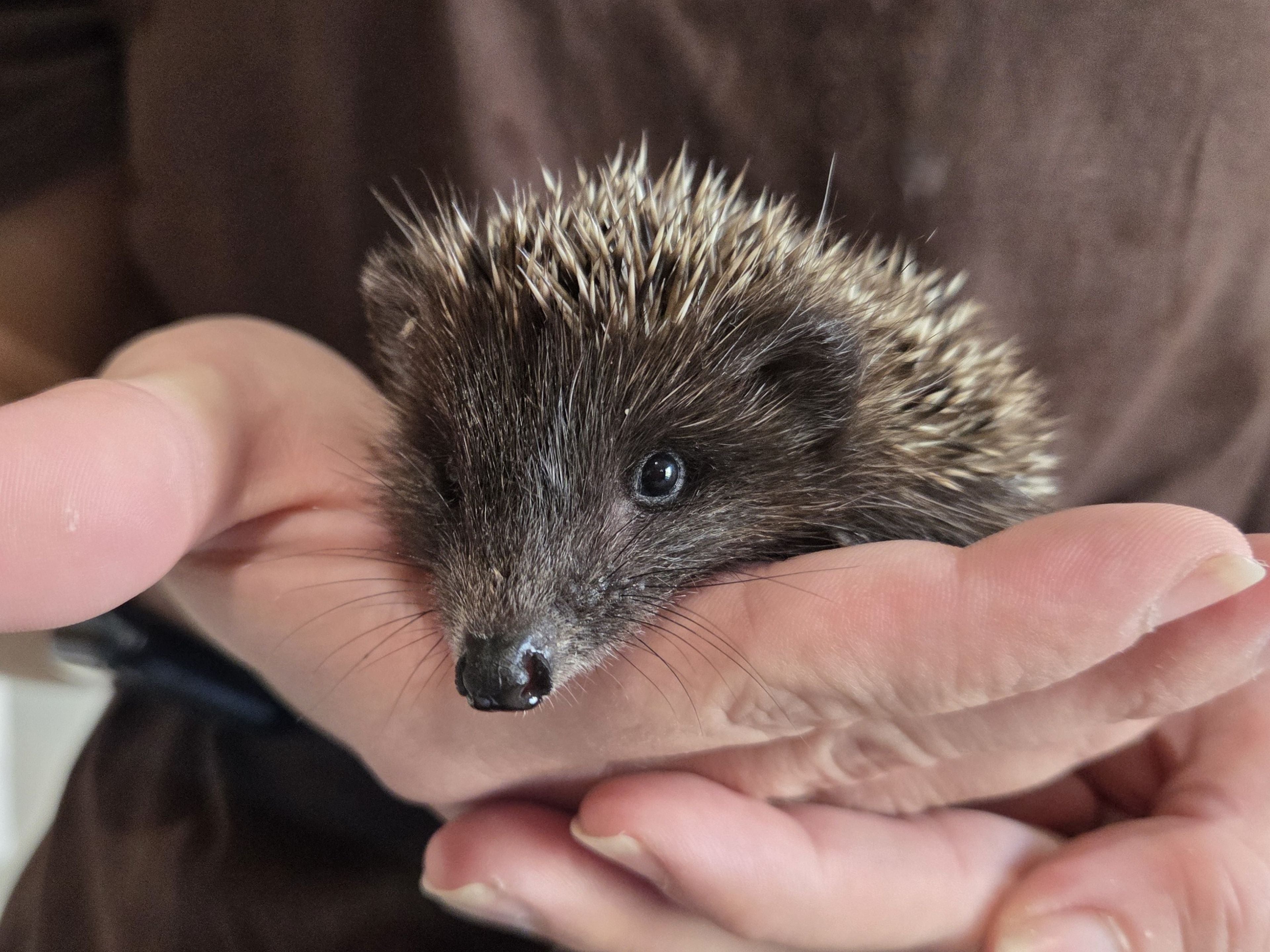 Ein kleiner Igel wird behutsam in zwei menschlichen Händen gehalten.