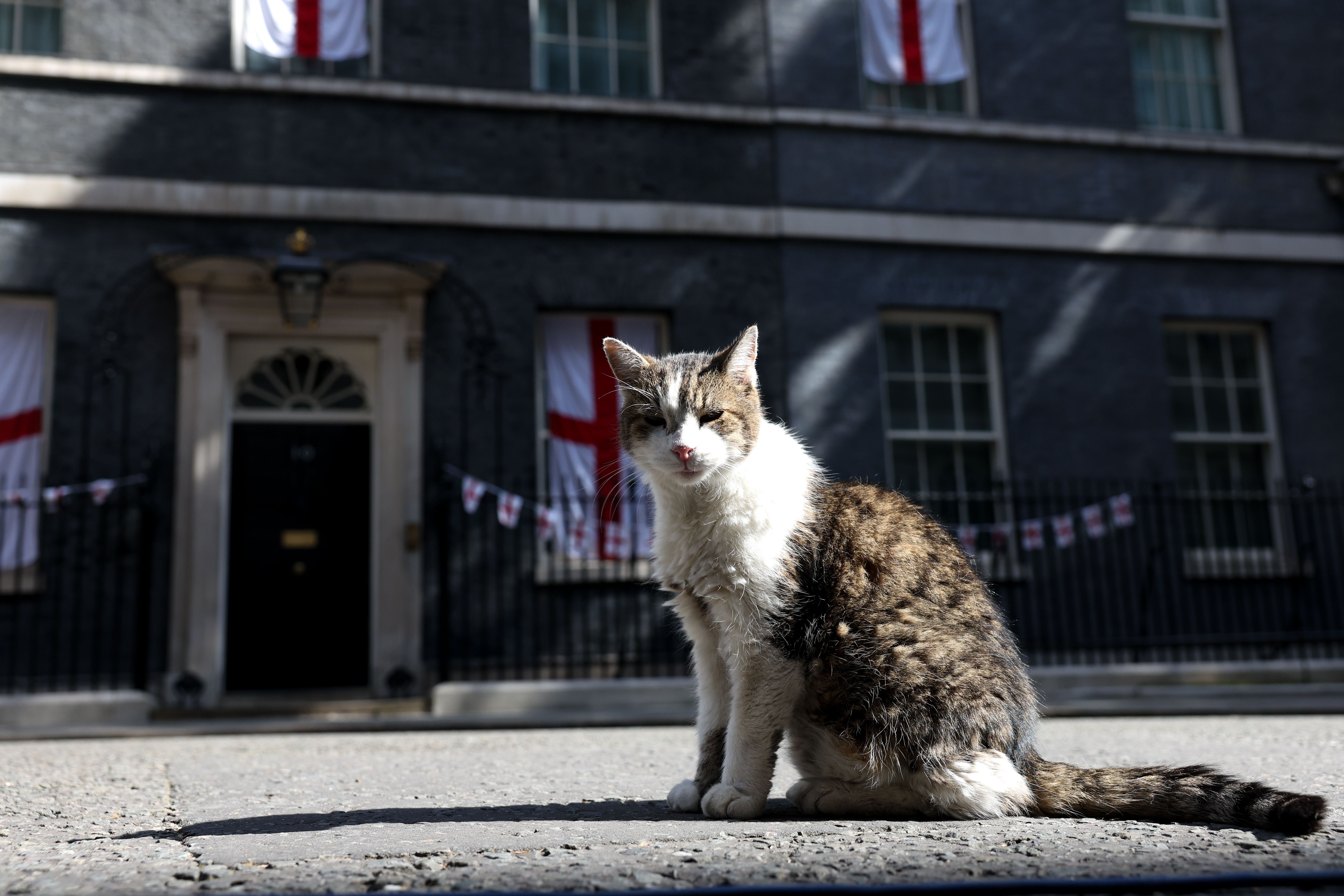 Eine braun-weiße Katze sitzt vor der Haustür von 10 Downing Street in London.