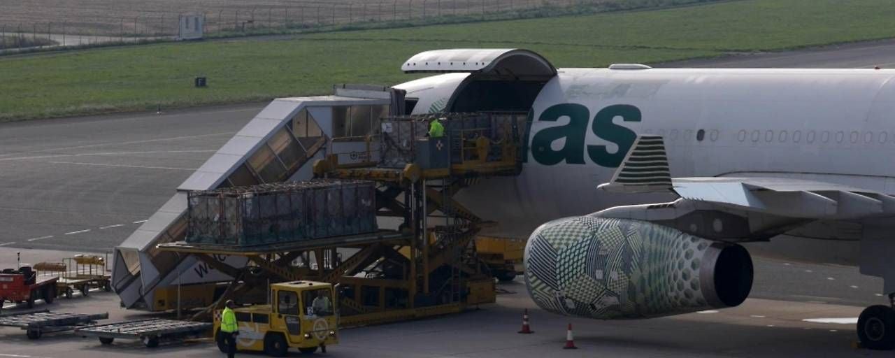 Arbeiter verladen Kisten mit Tieren in ein Flugzeug am Flughafen Linz für einen Flug nach Turkmenistan.