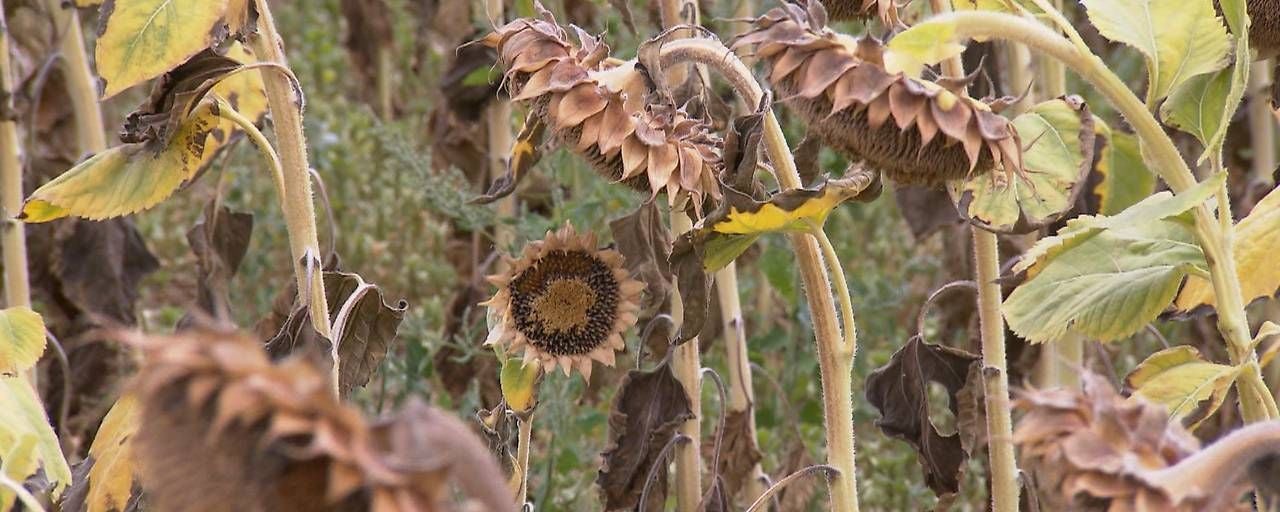 Verdörrte Sonnenblumen.