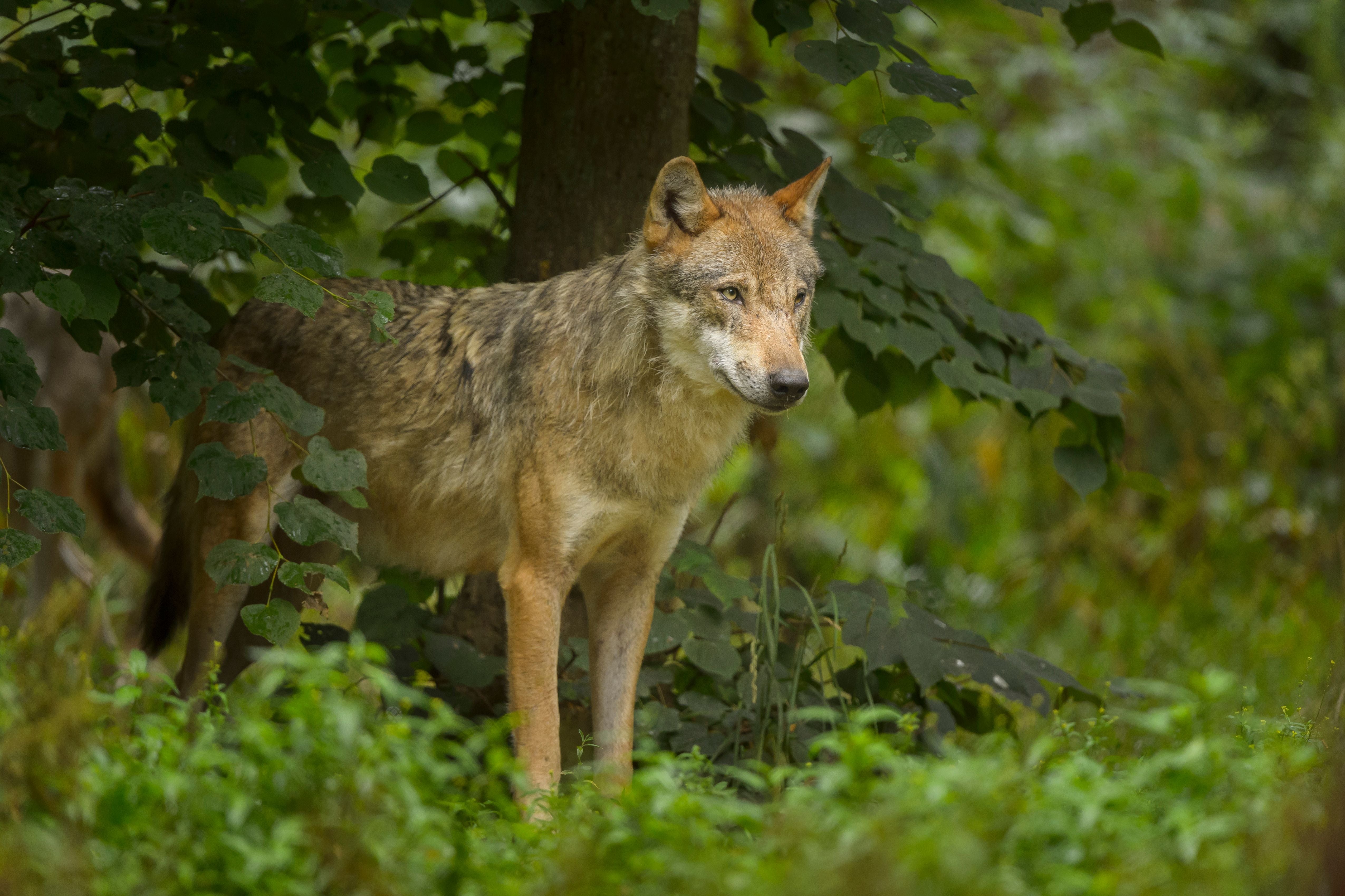 Ein europäischer Grauwolf steht im grünen Wald unter Bäumen und schaut nach vorne.