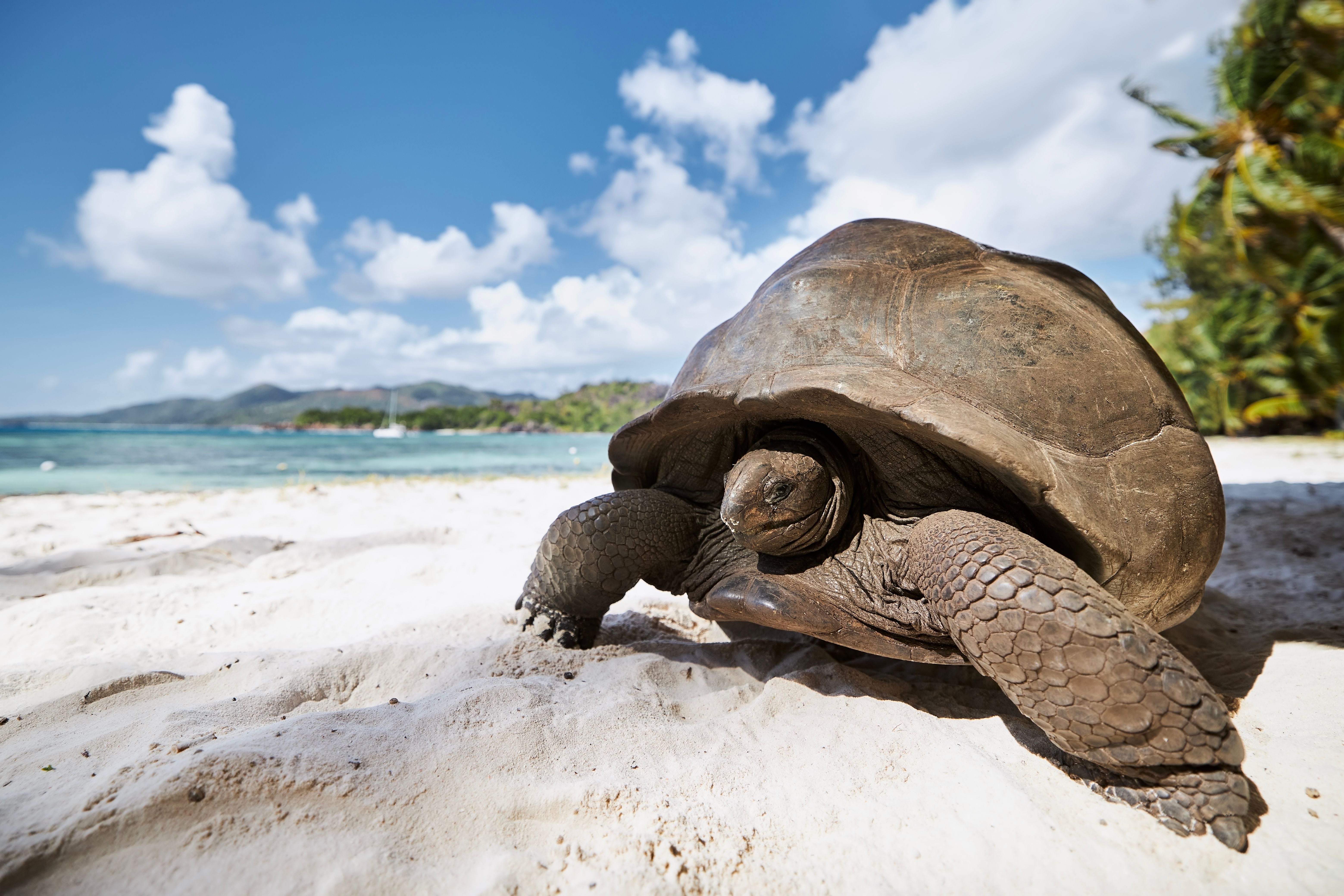Aldabra-Riesenschildkröte auf einem Sandstrand auf den Seychellen, Nahaufnahme.