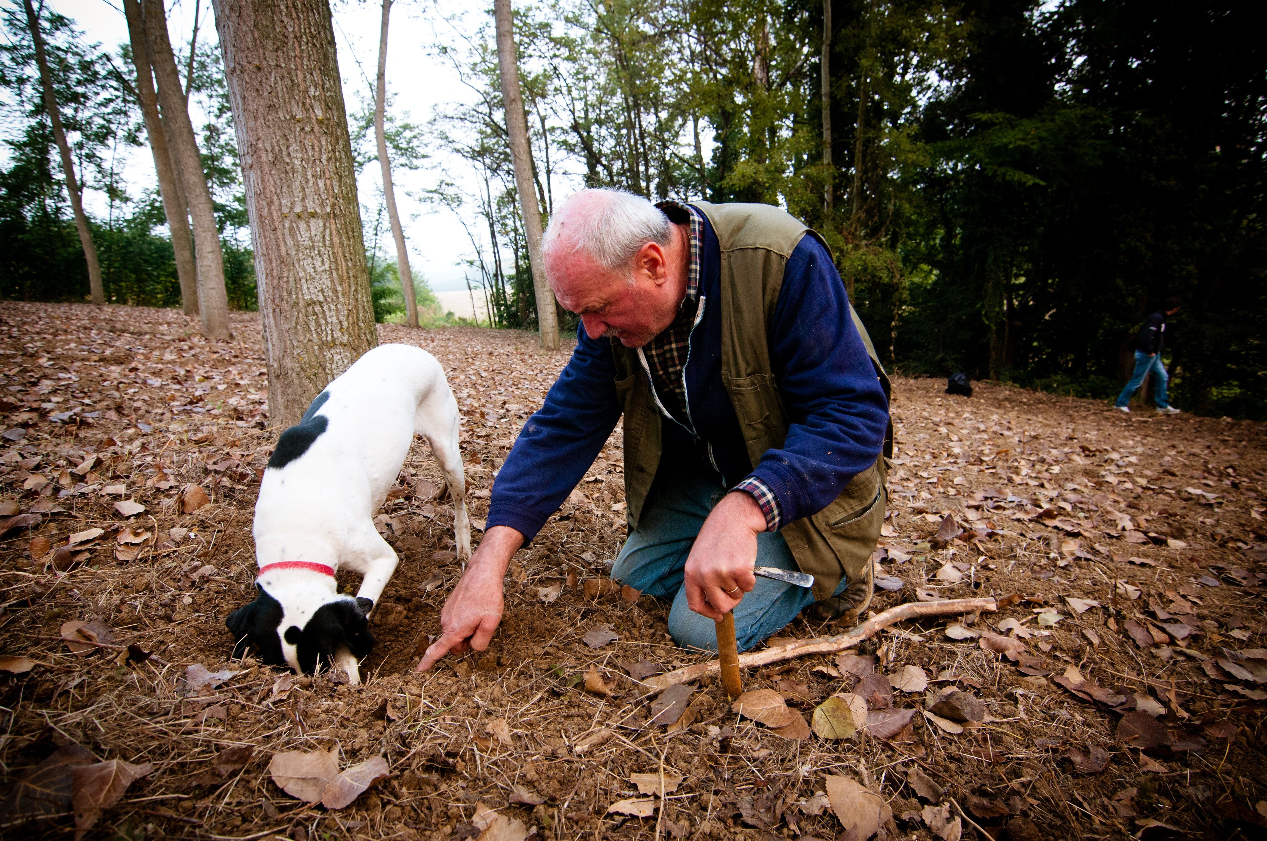 Ein älterer Mann und sein Hund suchen im Wald nach weißen Trüffeln im Boden.
