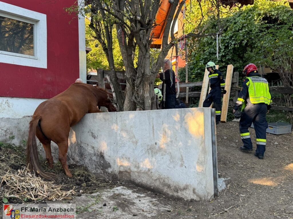 Ein Pferd steckt mit dem Vorderkörper über einer Mauer, Feuerwehrleute leisten Hilfe.