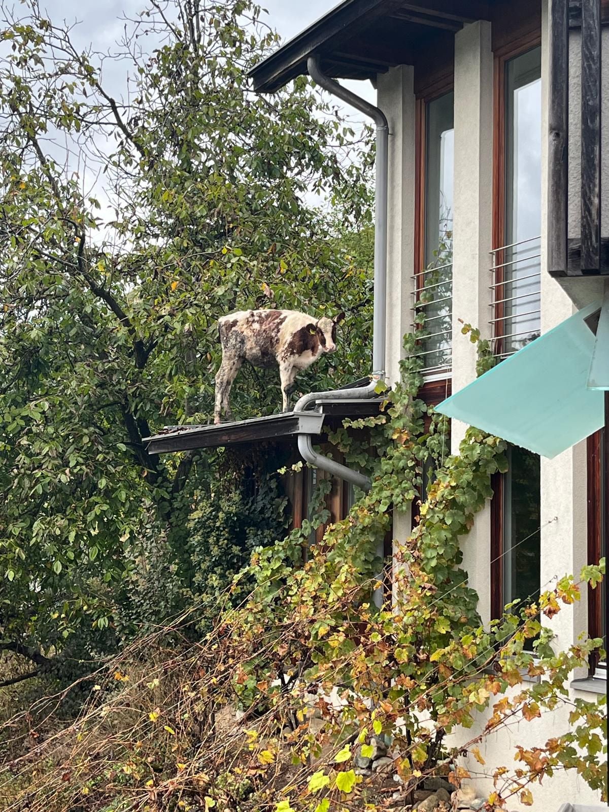 Eine Kuh steht auf dem Vordach eines Hauses neben einem Baum und Kletterpflanzen.