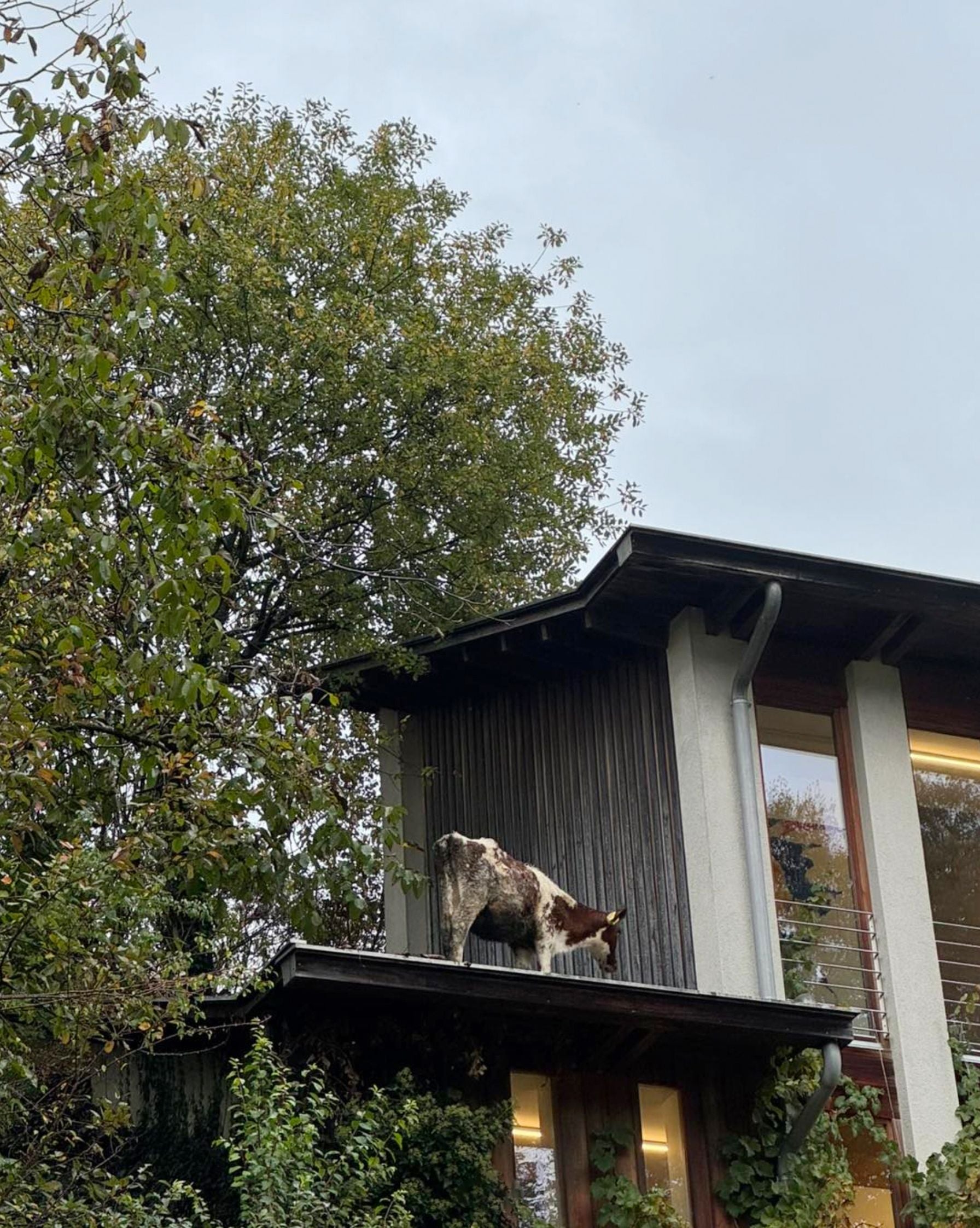 Ein Kalb steht auf dem Flachdach eines Hauses neben einem Baum.