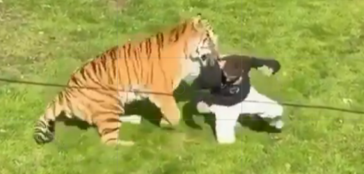 Ein Tiger springt im Zoo auf eine Person, die auf dem Gras kniet.