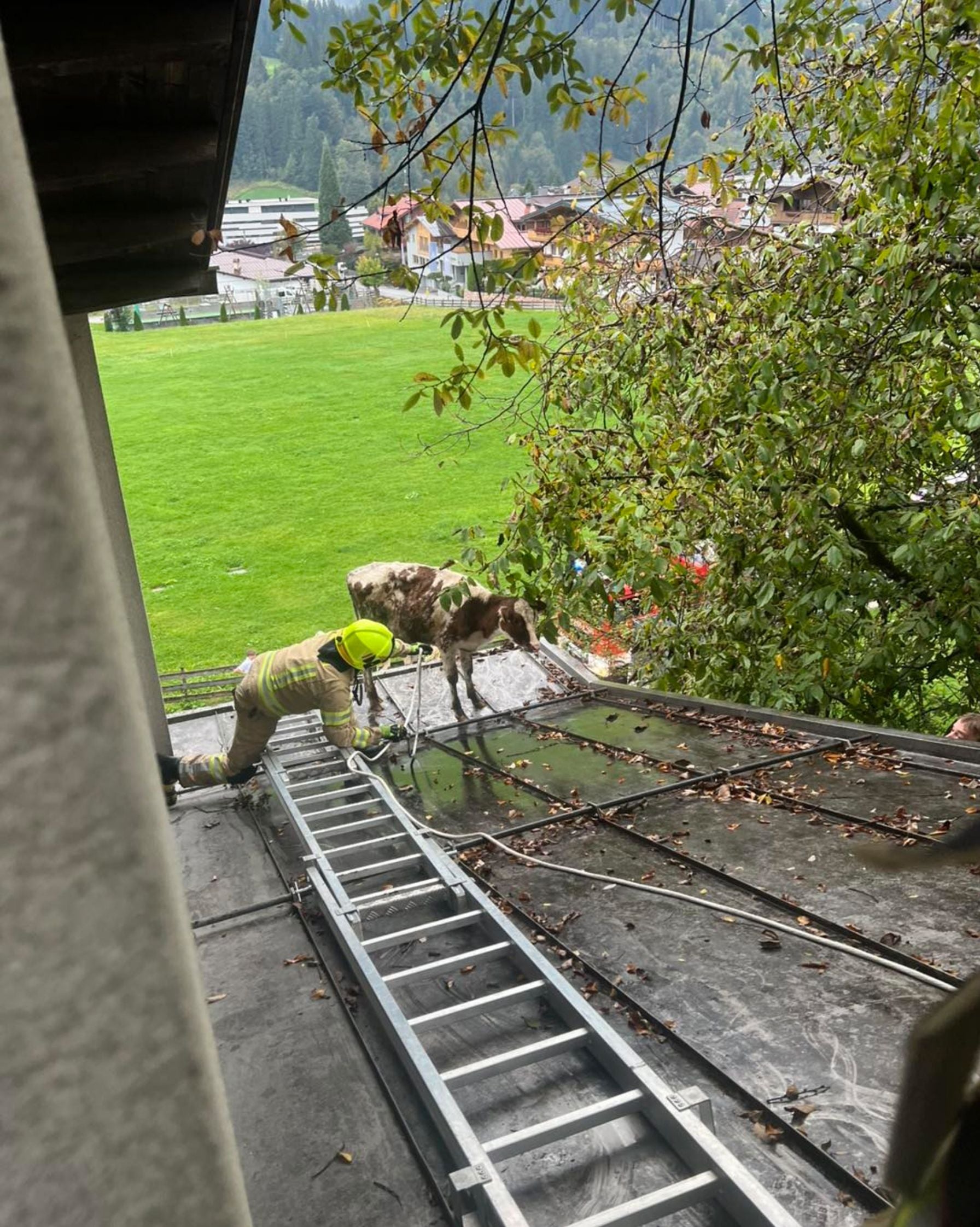 Ein Feuerwehrmann rettet auf einem Hausdach eine Kuh mit Seil und Leiter.