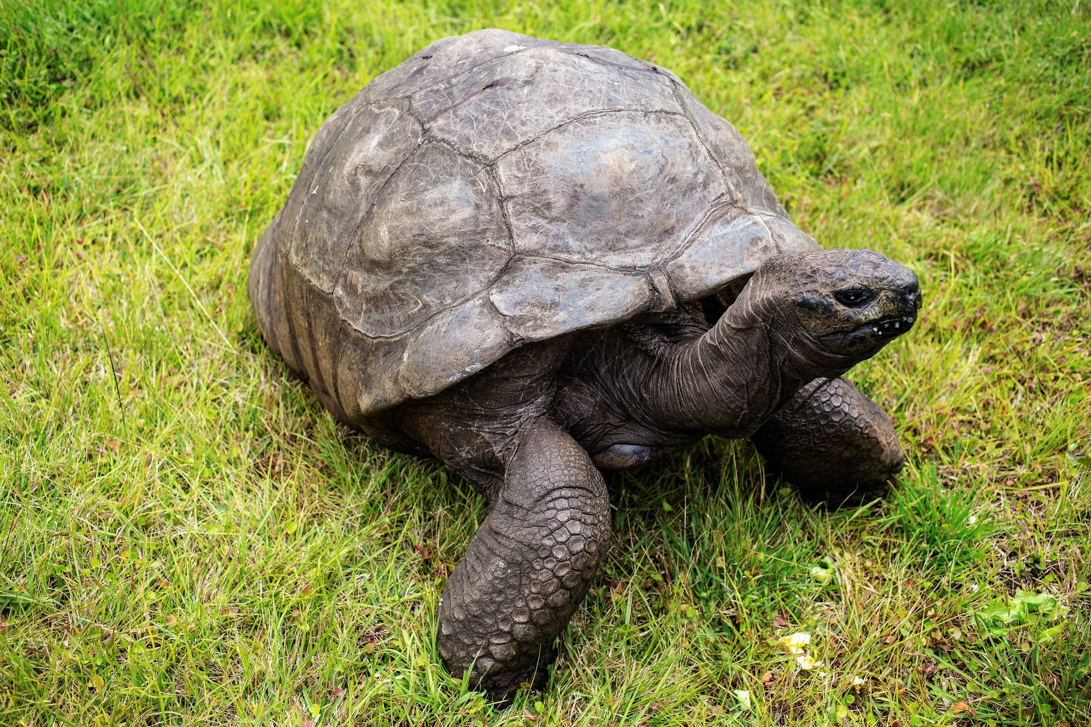 Eine riesige Seychellen-Riesenschildkröte kriecht über grünes Gras.