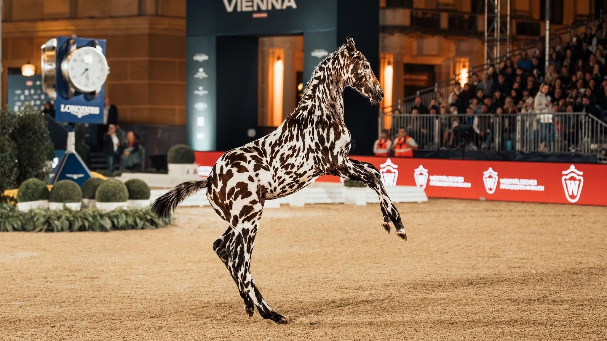 Braun-weiß geflecktes Pferd springt auf einer Arena vor Publikum und Wettbewerbsuhr in Wien.