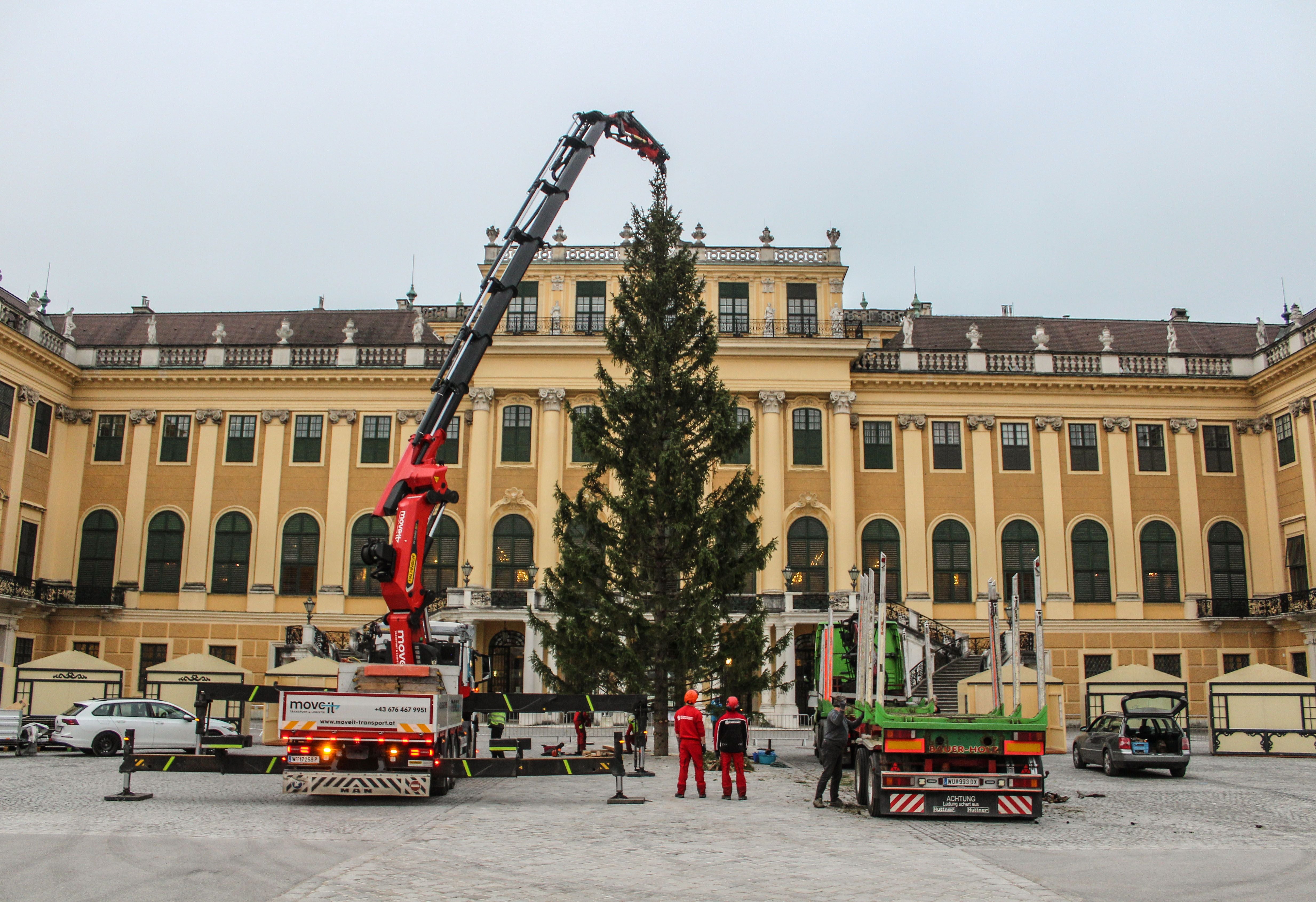 Ein großer Weihnachtsbaum wird mit Kran vor dem Schloss Schönbrunn in Wien aufgestellt.
