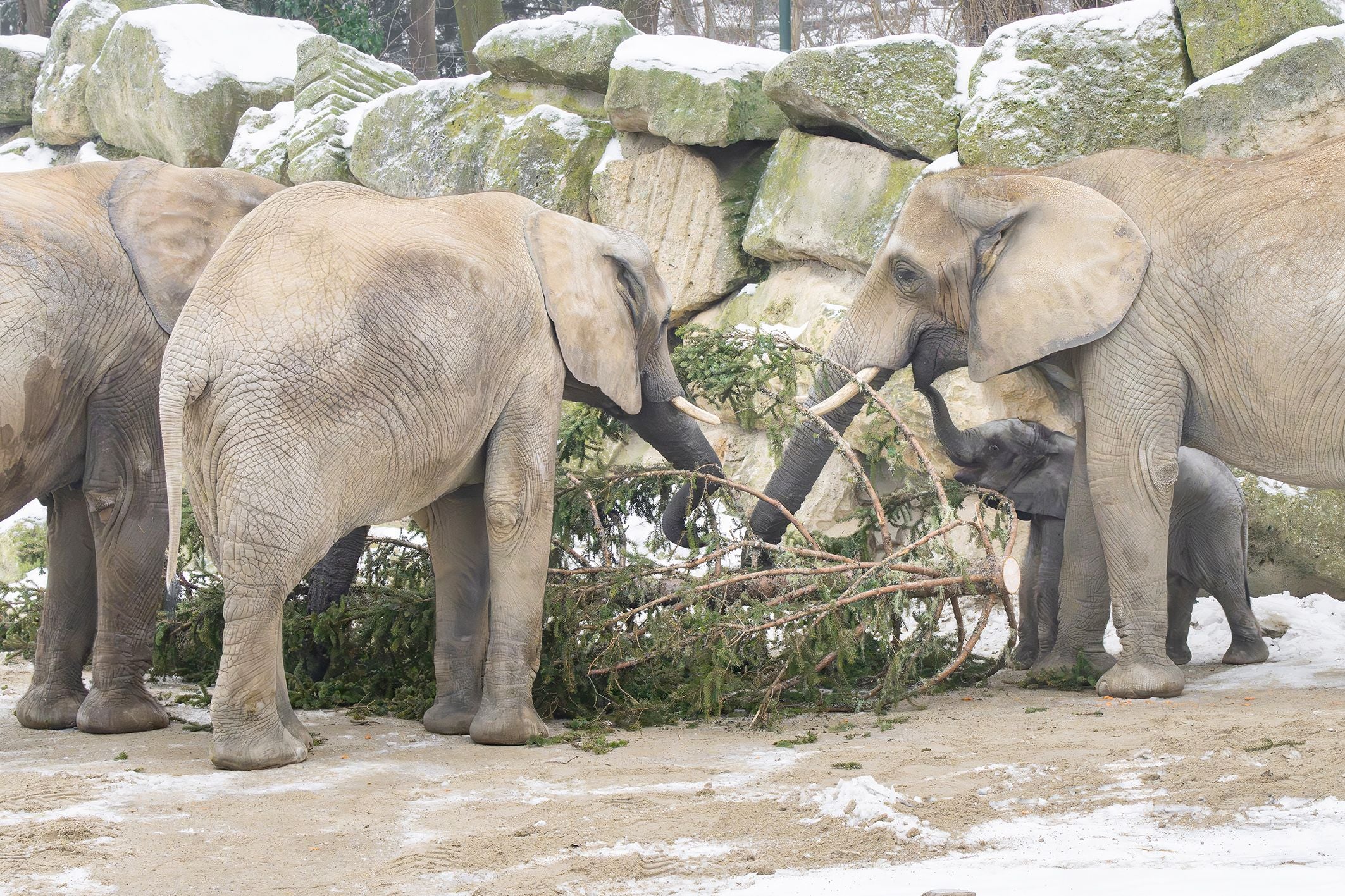 Drei erwachsene Elefanten und zwei Jungtiere fressen einen Weihnachtsbaum im Schnee.