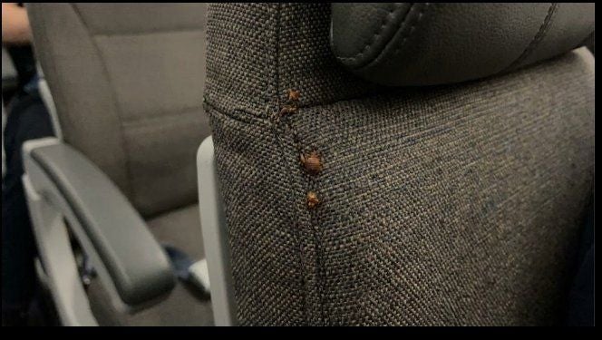 Mehrere Bettwanzen befinden sich an der Naht einer Flugzeugsitzlehne.