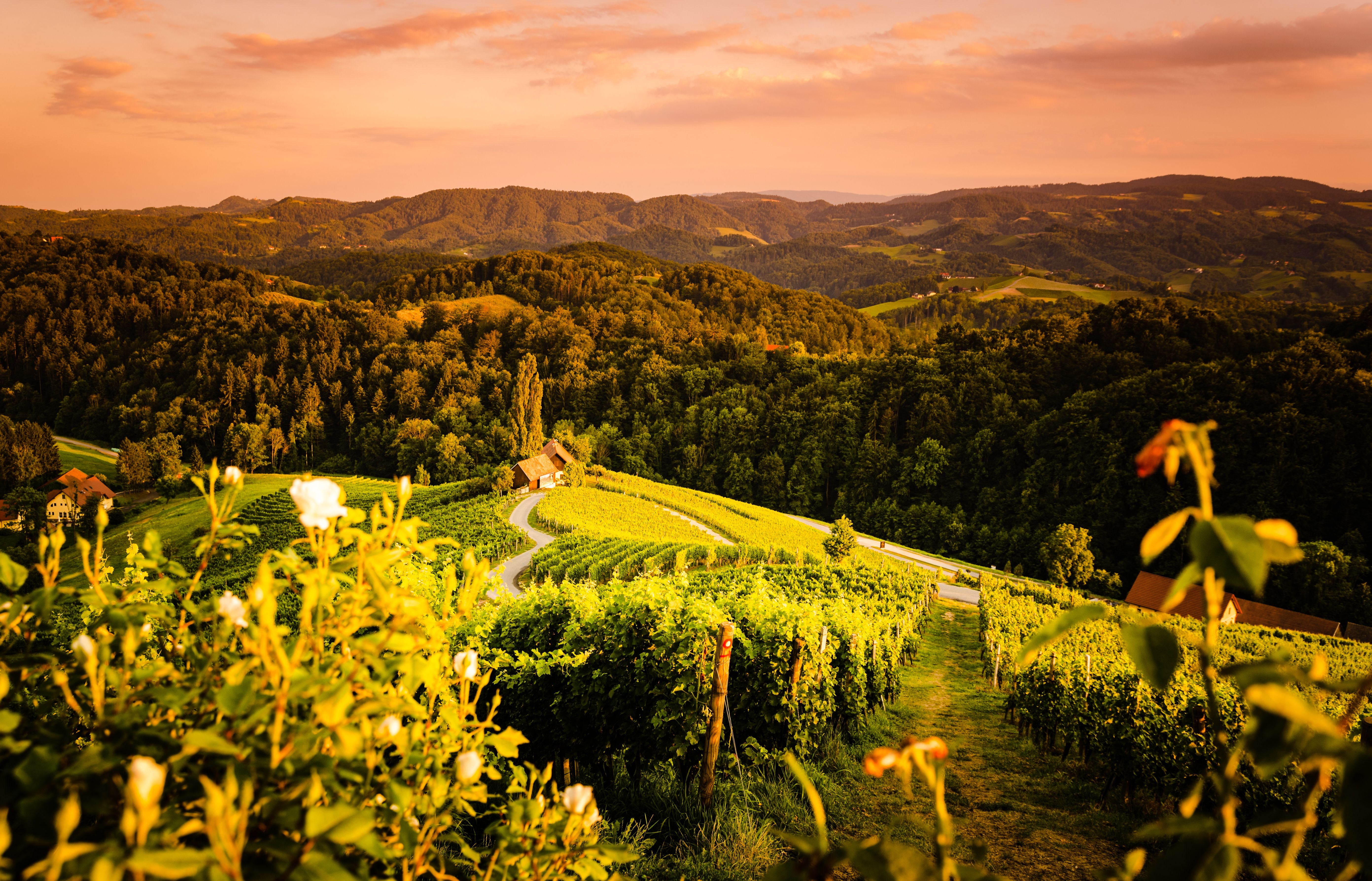 Herzförmige Straße durch Weinberge in Slowenien bei Sonnenuntergang, umgeben von Hügeln und Wald.