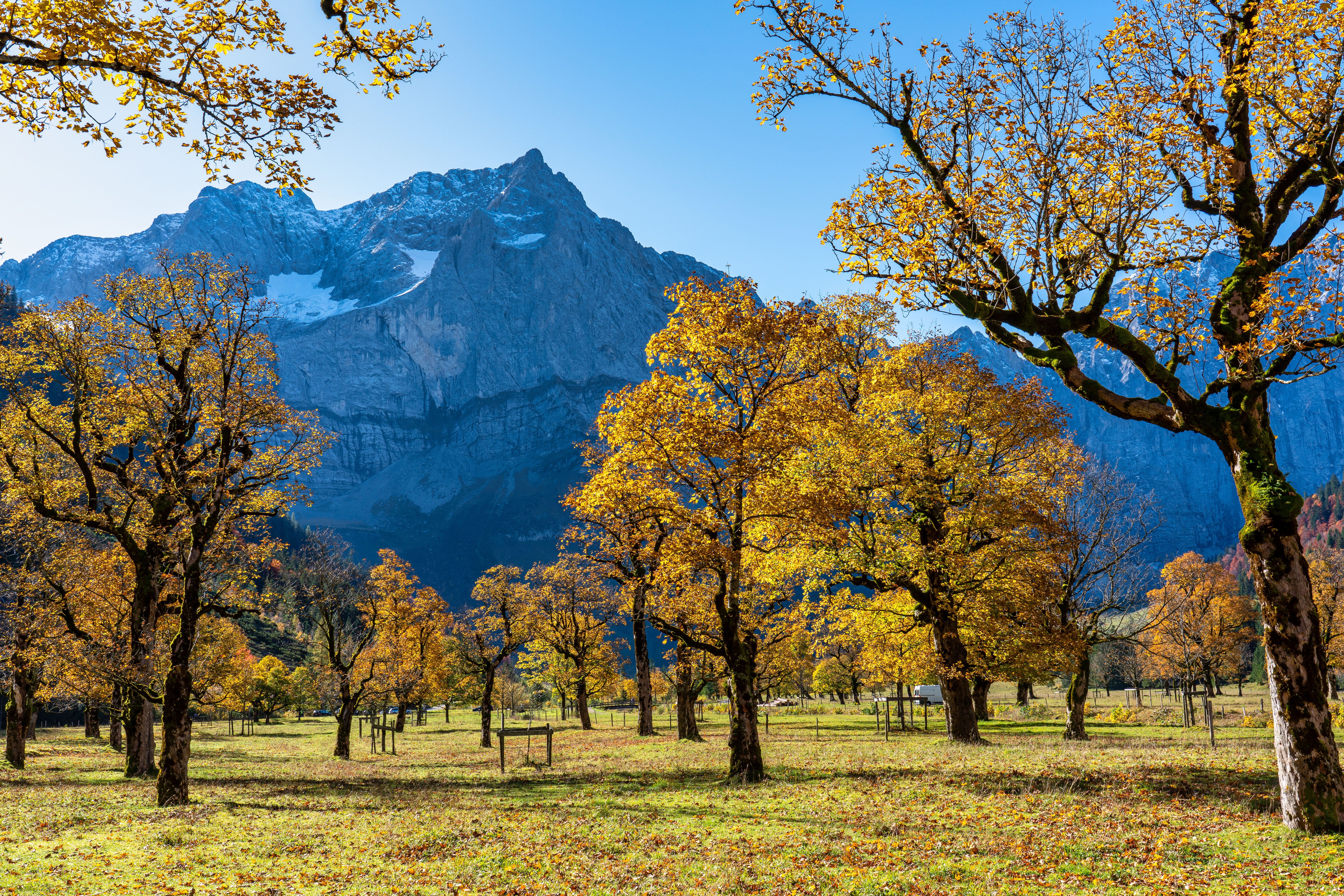 Herbstliche Ahornbäume vor schneebedeckten Bergen im Karwendel, Tirol, Österreich.