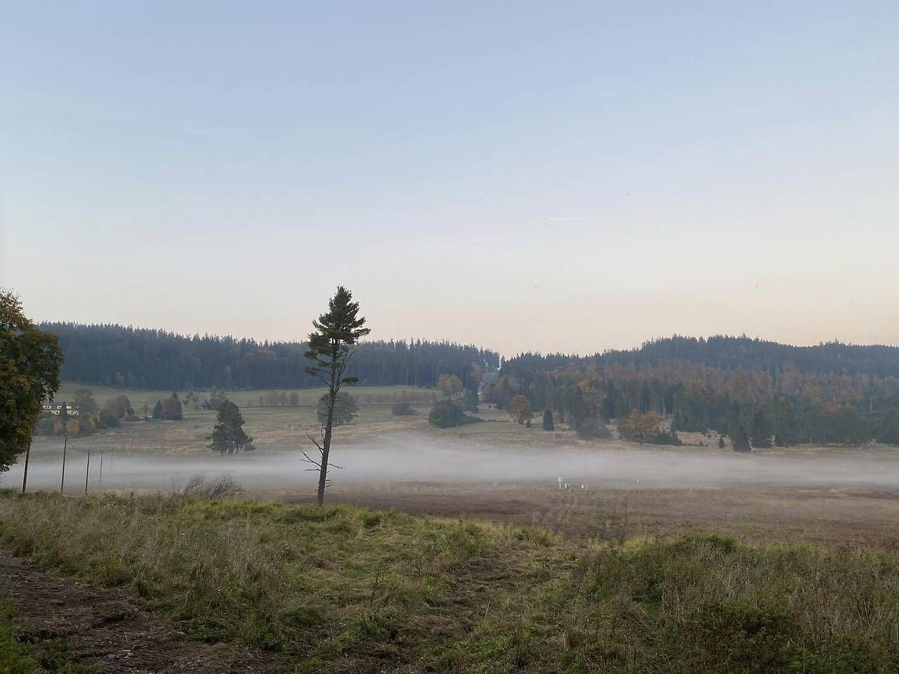 Nebel liegt über einer Wiese mit vereinzelten Bäumen und Wald im Hintergrund bei Schwarzau.