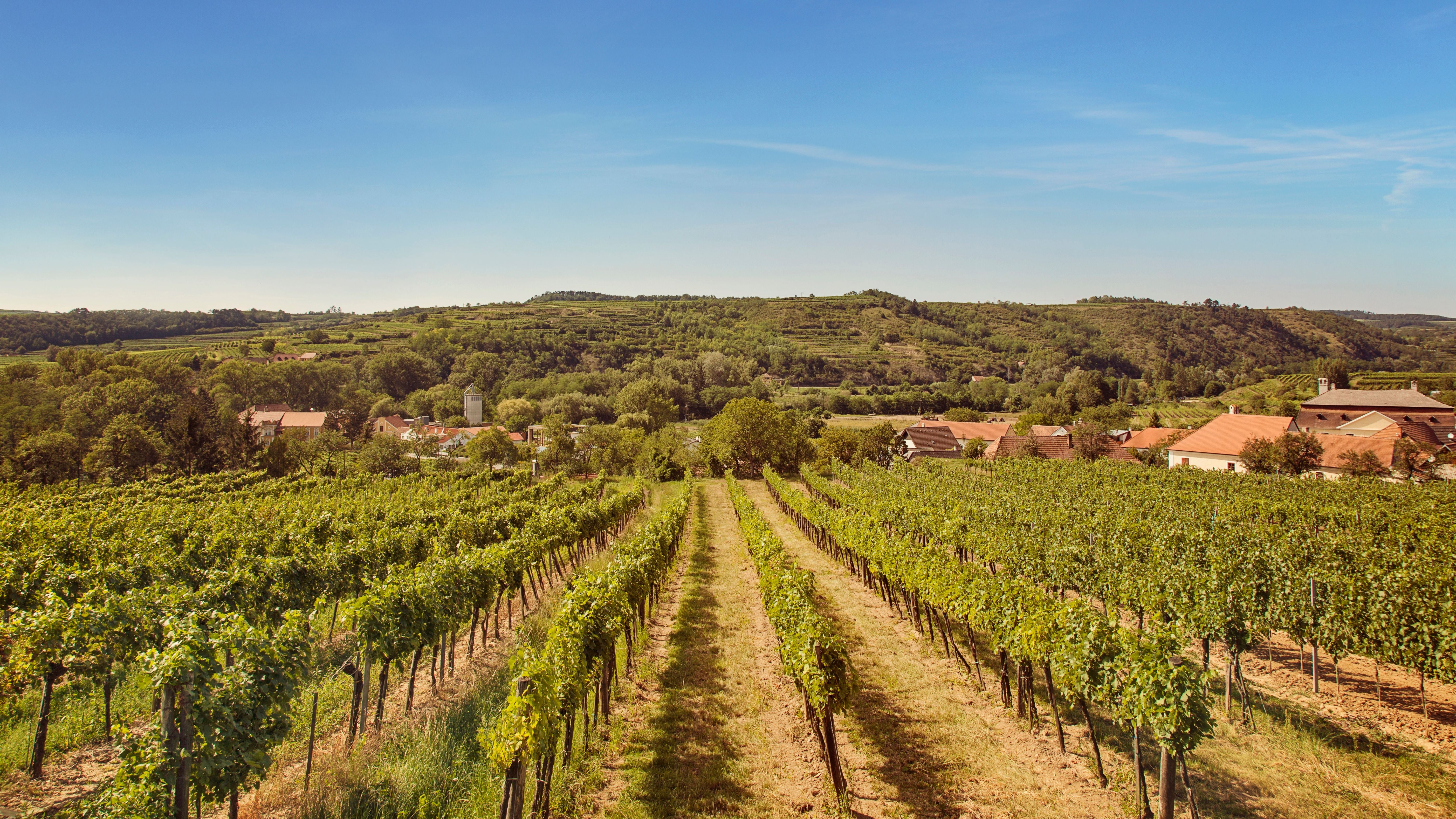 Weinberge in Kamptal, Niederösterreich, mit grünem Hügelpanorama und blauem Himmel.