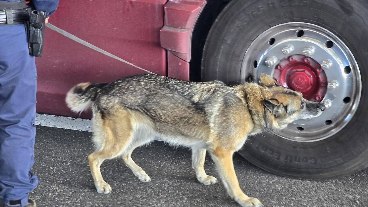 Drei Sprengstoffspürhunde waren in Schrick im Einsatz