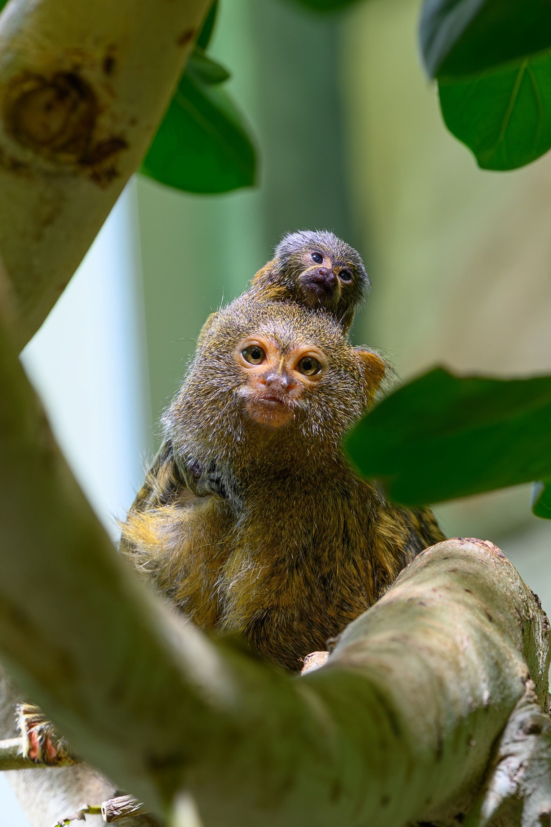 Ein Zwergseidenäffchen trägt ein Baby auf dem Rücken, beide sitzen auf einem Ast.