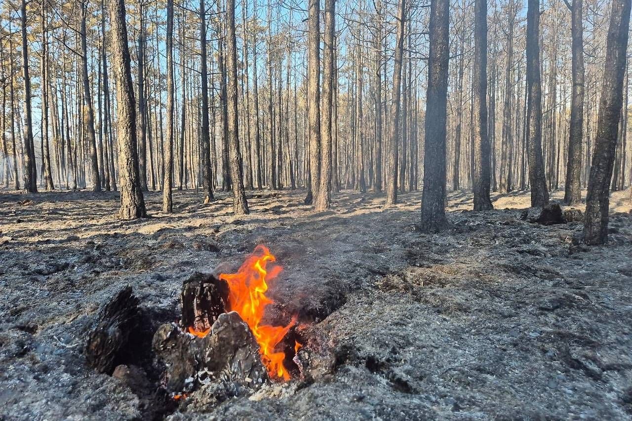 Immer wieder lodern Flammen aus Wurzelstöcken auf