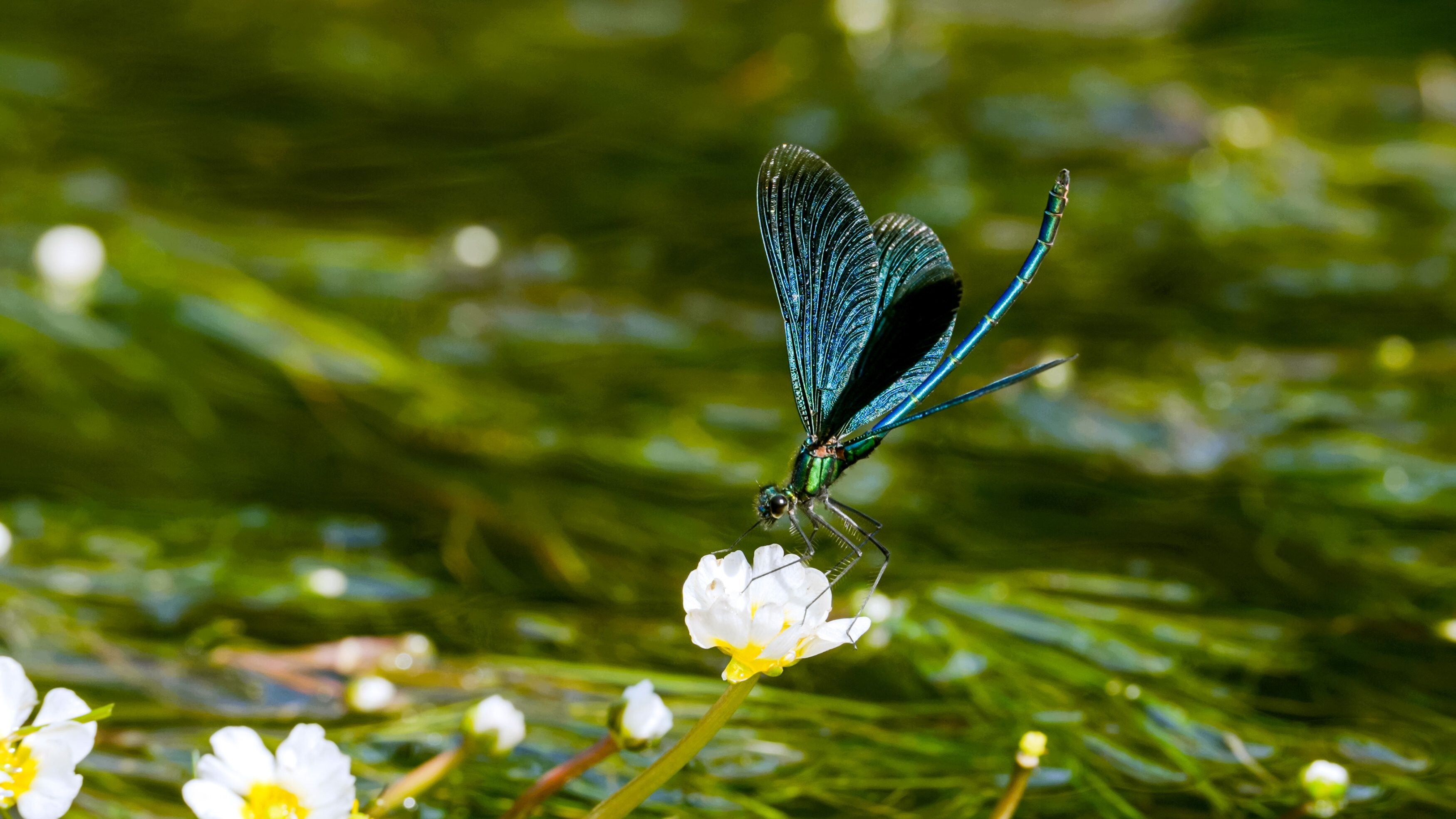 Eine blau schillernde Libelle sitzt auf einer weißen Blüte über grünem Wasserpflanzen-Hintergrund.