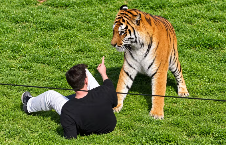 Tödliche Tiger-Attacke
