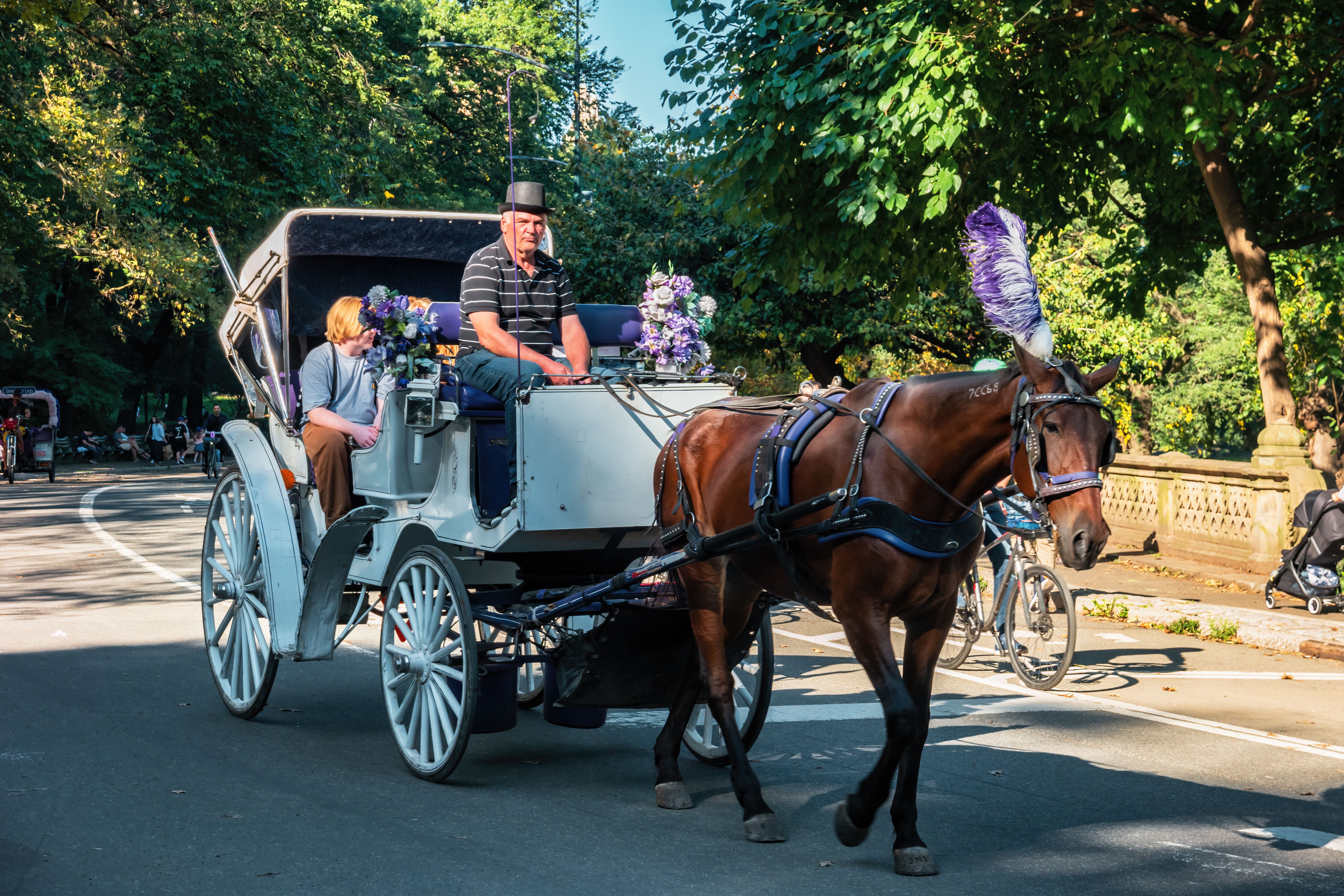 Pferdekutsche mit zwei Personen fährt bei Sonnenschein durch den Central Park in New York City.