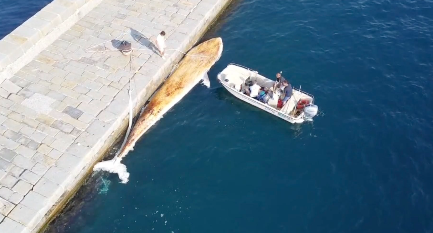 Ein toter Wal liegt an einer Kaimauer, daneben ein Boot mit mehreren Personen im Wasser.