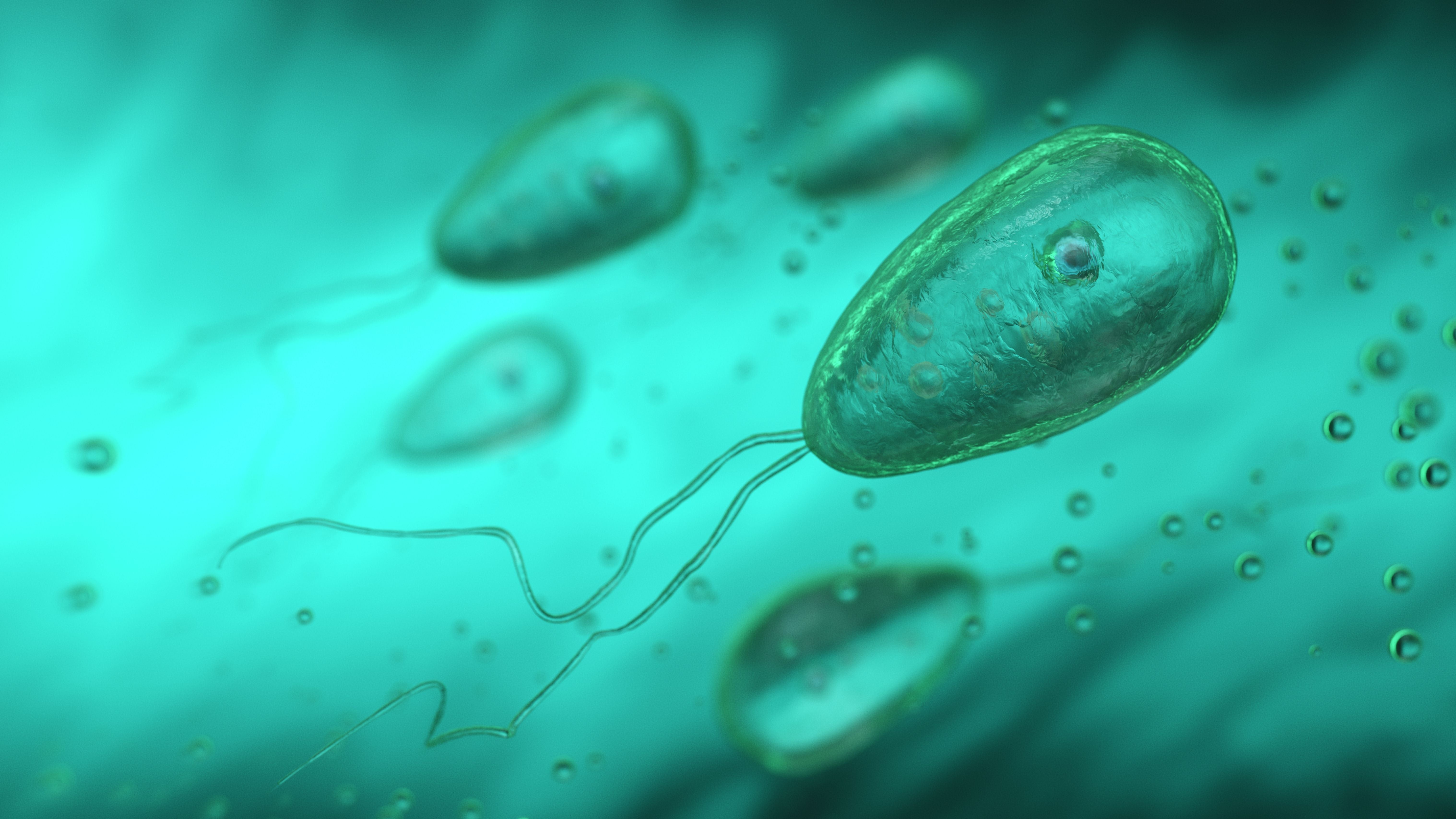 3D-Darstellung von Naegleria fowleri im Flagellatenstadium mit zwei Geißeln im Wasser.