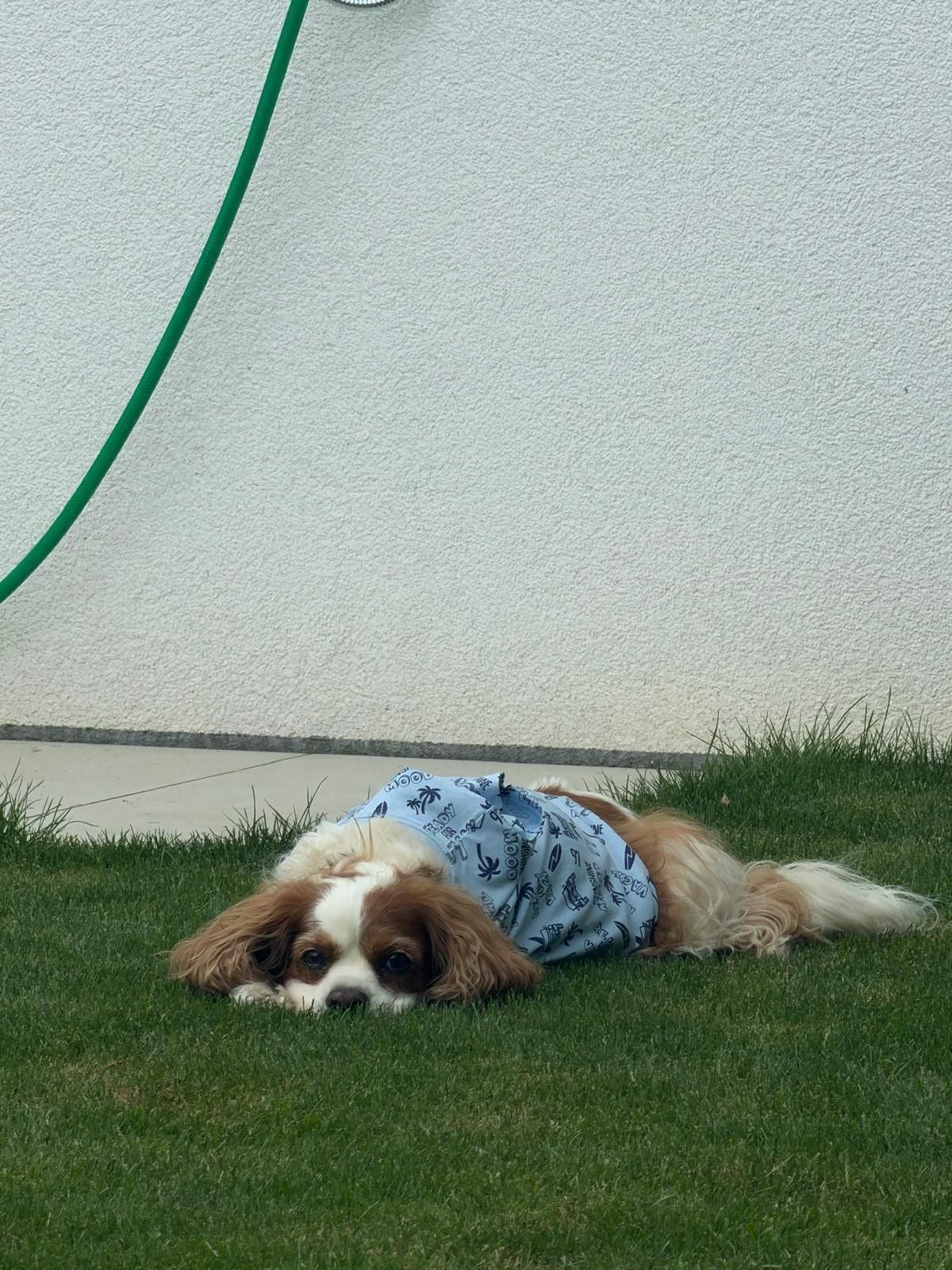 Ein Hund mit blauem Hemd liegt auf dem Rasen vor einer weißen Wand.