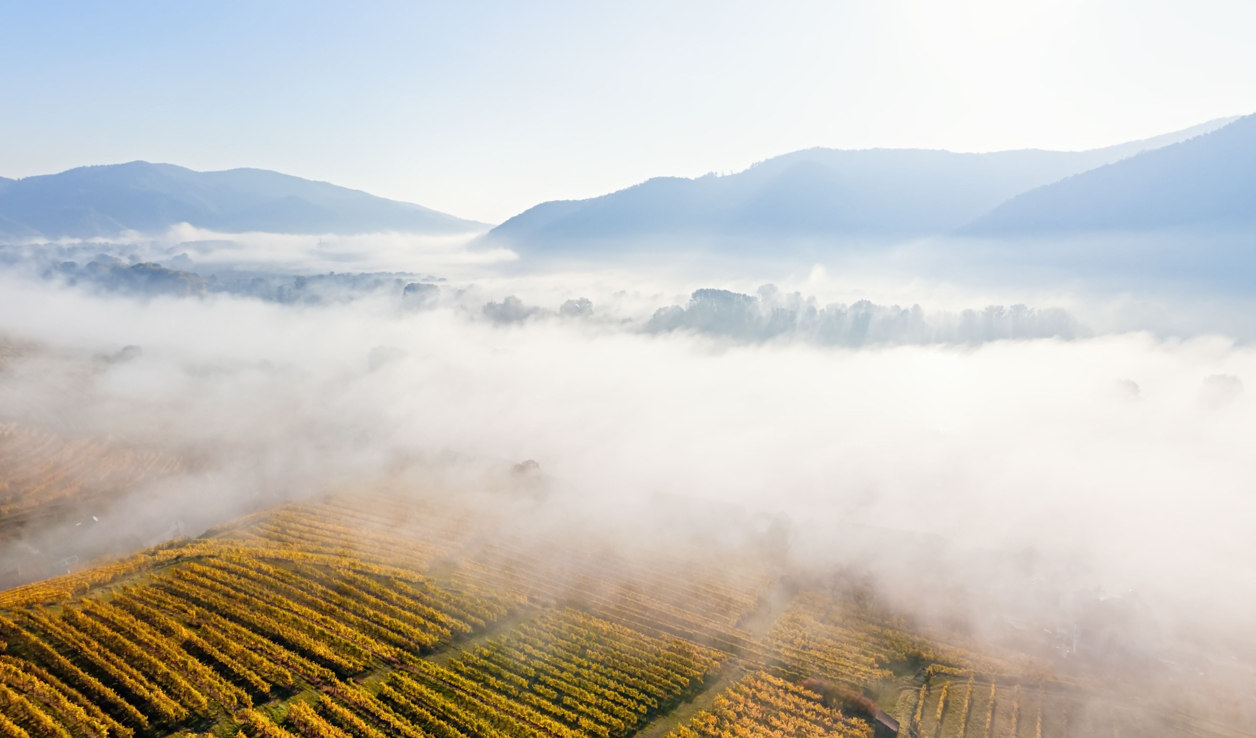 Nebel liegt über herbstlichen Weinbergen im Wachau-Tal mit Bergen im Hintergrund.
