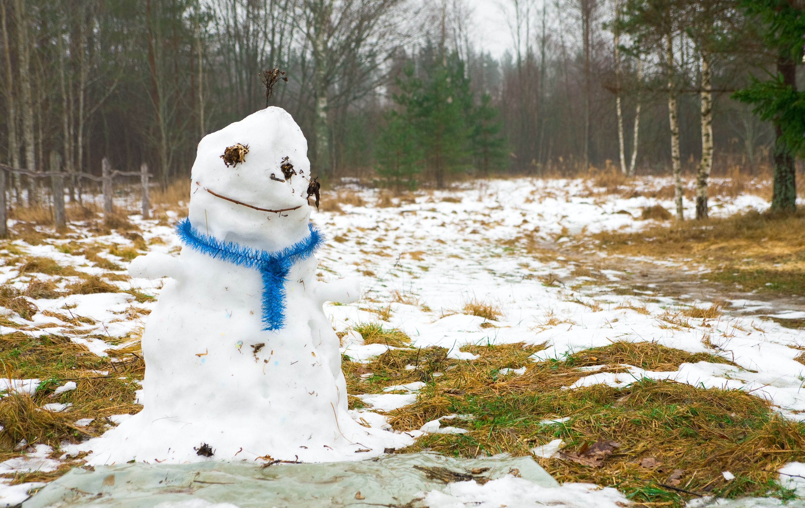 Ein schmelzender Schneemann mit blauem Schal steht auf schneebedecktem, grasigem Boden im Wald.
