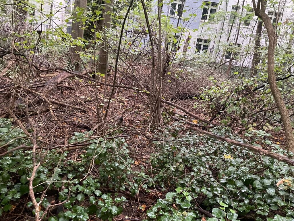 Dichter, bewachsener Wald mit viel Unterholz vor einem modernen Gebäude im Hintergrund.