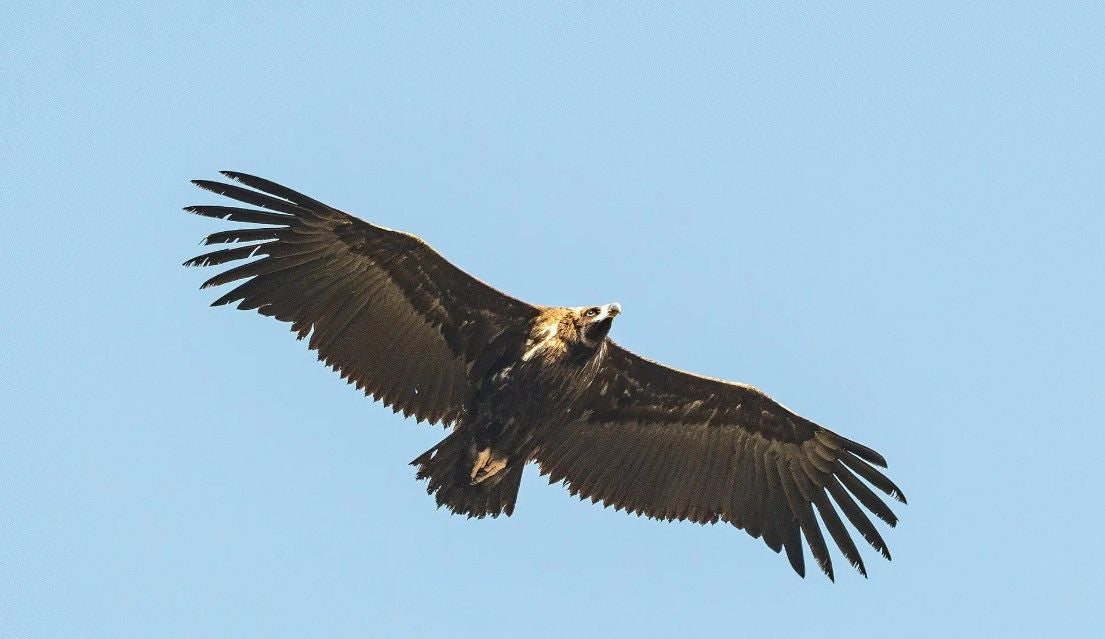 Ein Mönchsgeier fliegt mit ausgebreiteten Flügeln am klaren Himmel.