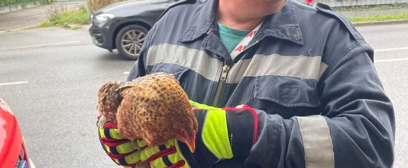 Ein Feuerwehrmann hält ein braun geflecktes Huhn auf einer Straße fest.