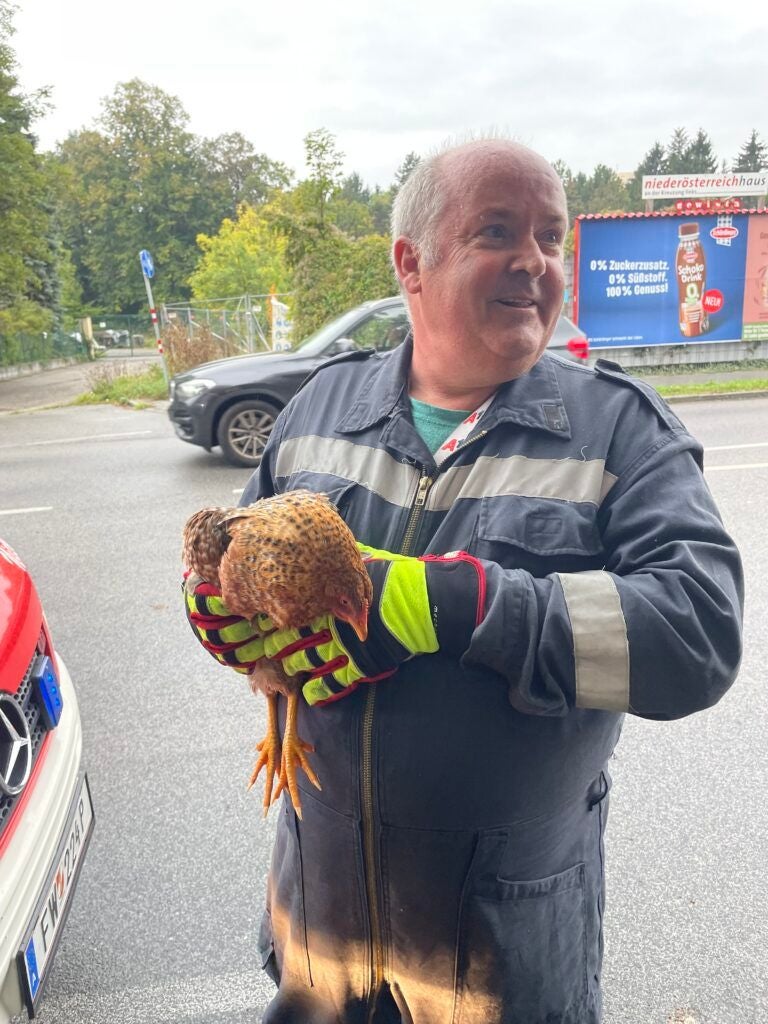 Ein Feuerwehrmann hält ein braunes Huhn auf einer Straße vor einem Einsatzfahrzeug.