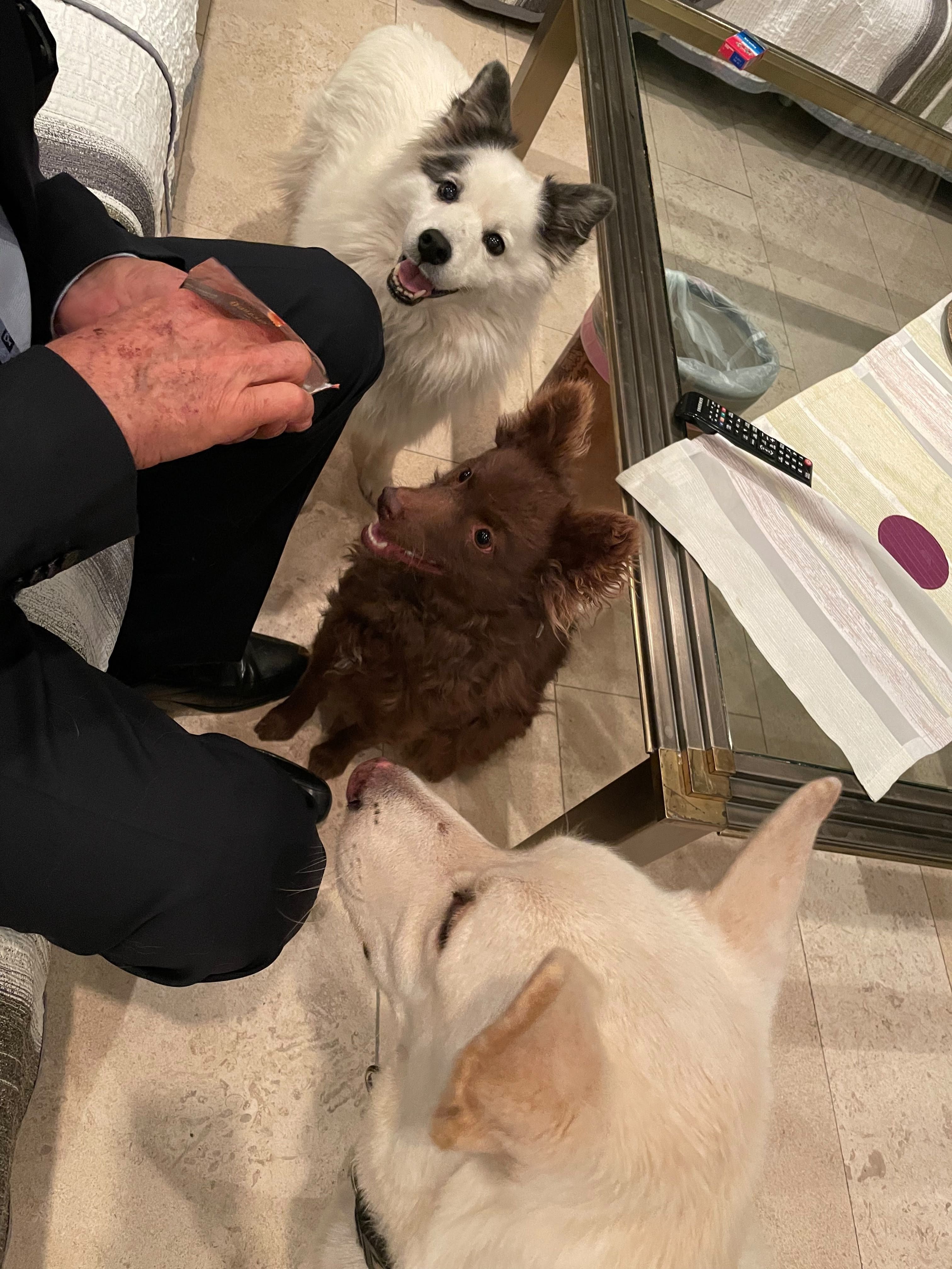 Auch Richard Lugner künmmerte sich gut um Simones Hunde
