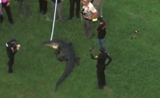 Mehrere Personen stehen um einen großen Alligator auf einer grünen Wiese in Florida.