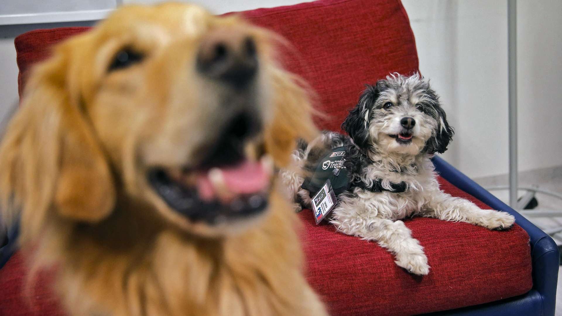 Zwei Therapiehunde liegen auf roten Sesseln und warten auf ihren Einsatz.