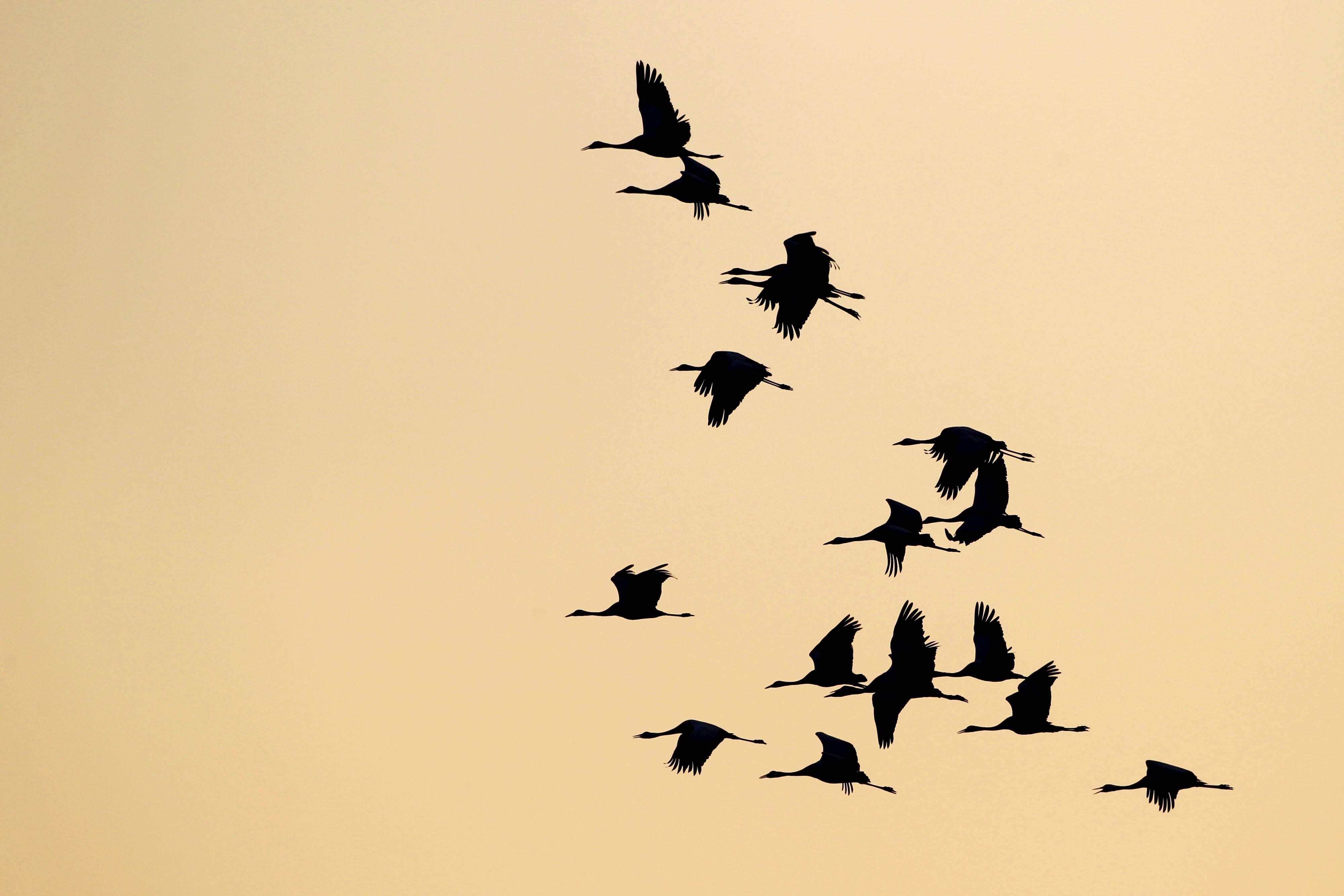 Eine Gruppe fliegender Kraniche vor hellem Himmel in Brandenburg, Deutschland.