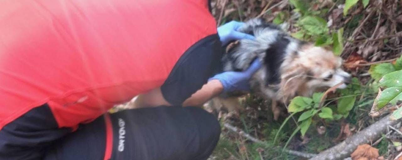 Eine Person rettet einen kleinen, unverletzten Hund aus Gebüsch im Wald.