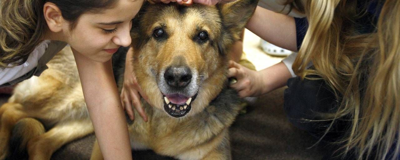 Mehrere Kinder streicheln einen freundlichen Schäferhund, der ruhig und zufrieden aussieht.