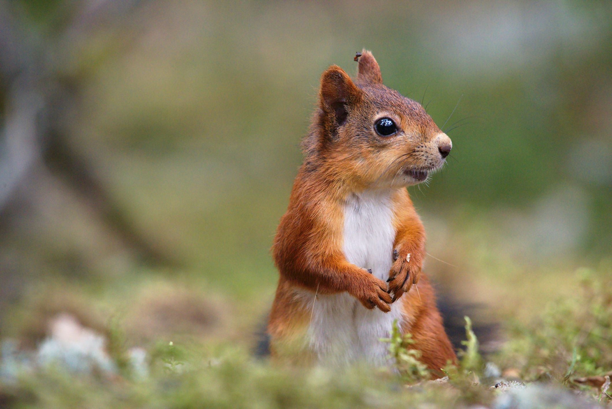 Ein rotes Eichhörnchen sitzt auf dem Boden und blickt aufmerksam zur Seite.