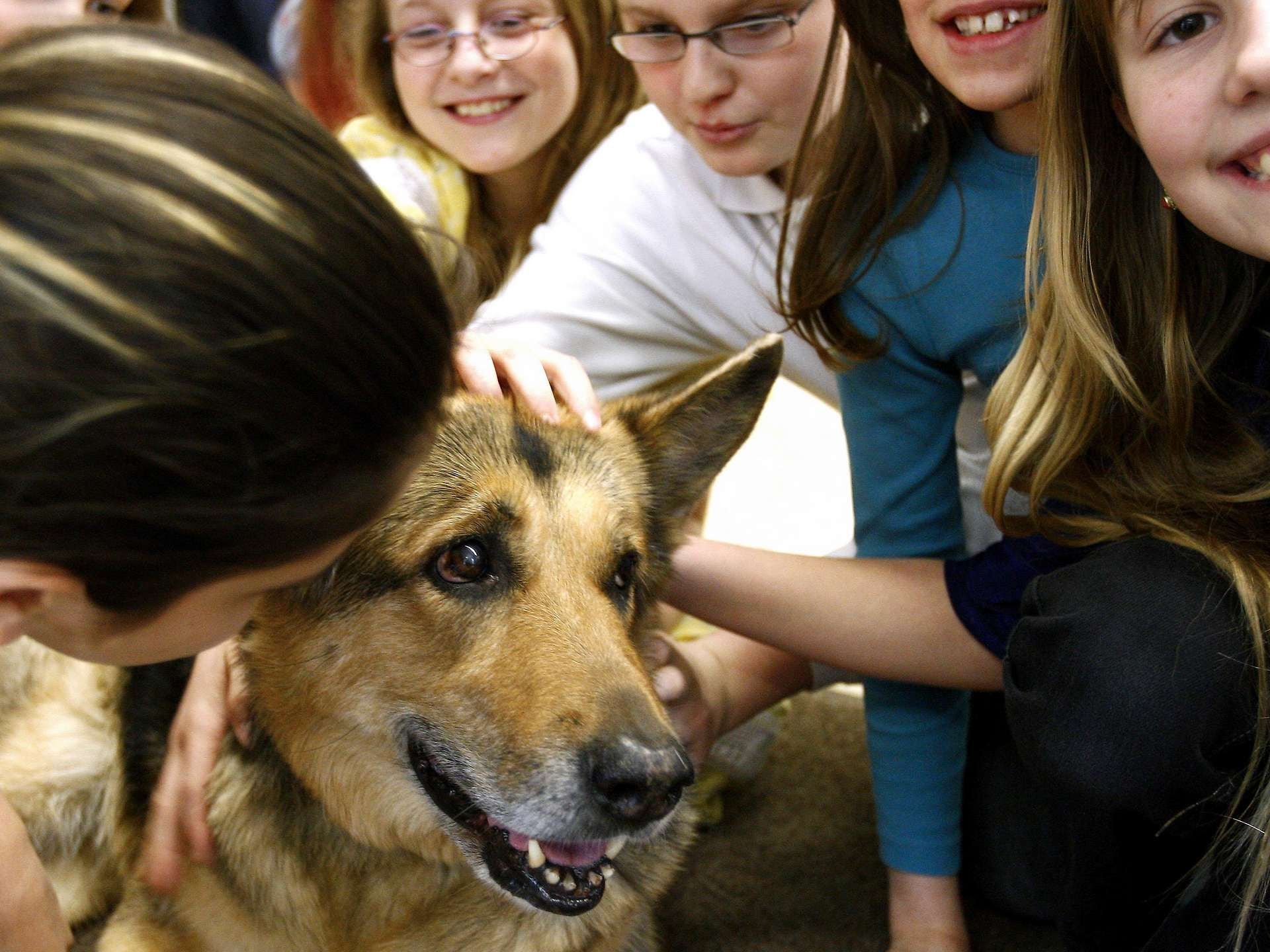 Ein Schäferhund wird von mehreren lächelnden Kindern im Klassenzimmer gestreichelt.