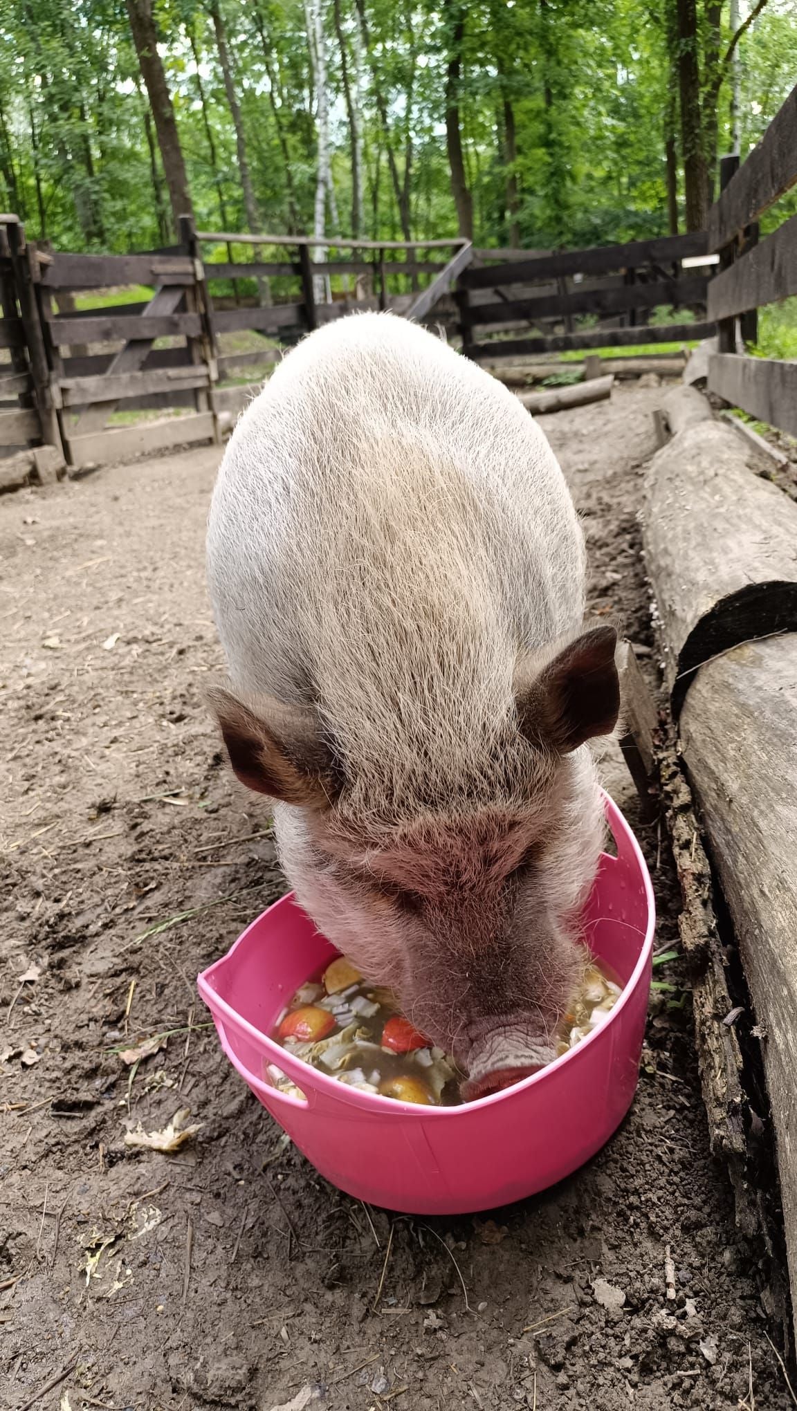 Ein Schwein frisst aus einem rosa Napf im Freigehege mit Bäumen und Holzzäunen.