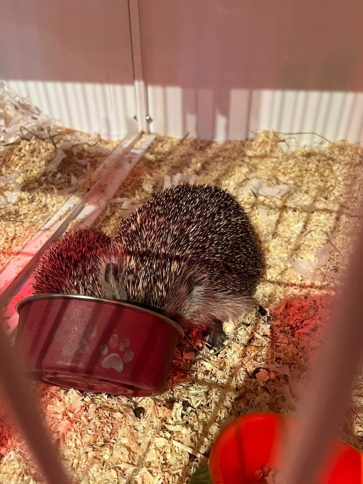 Ein Igel frisst aus einem roten Napf in einem mit Streu ausgelegten Gehege.