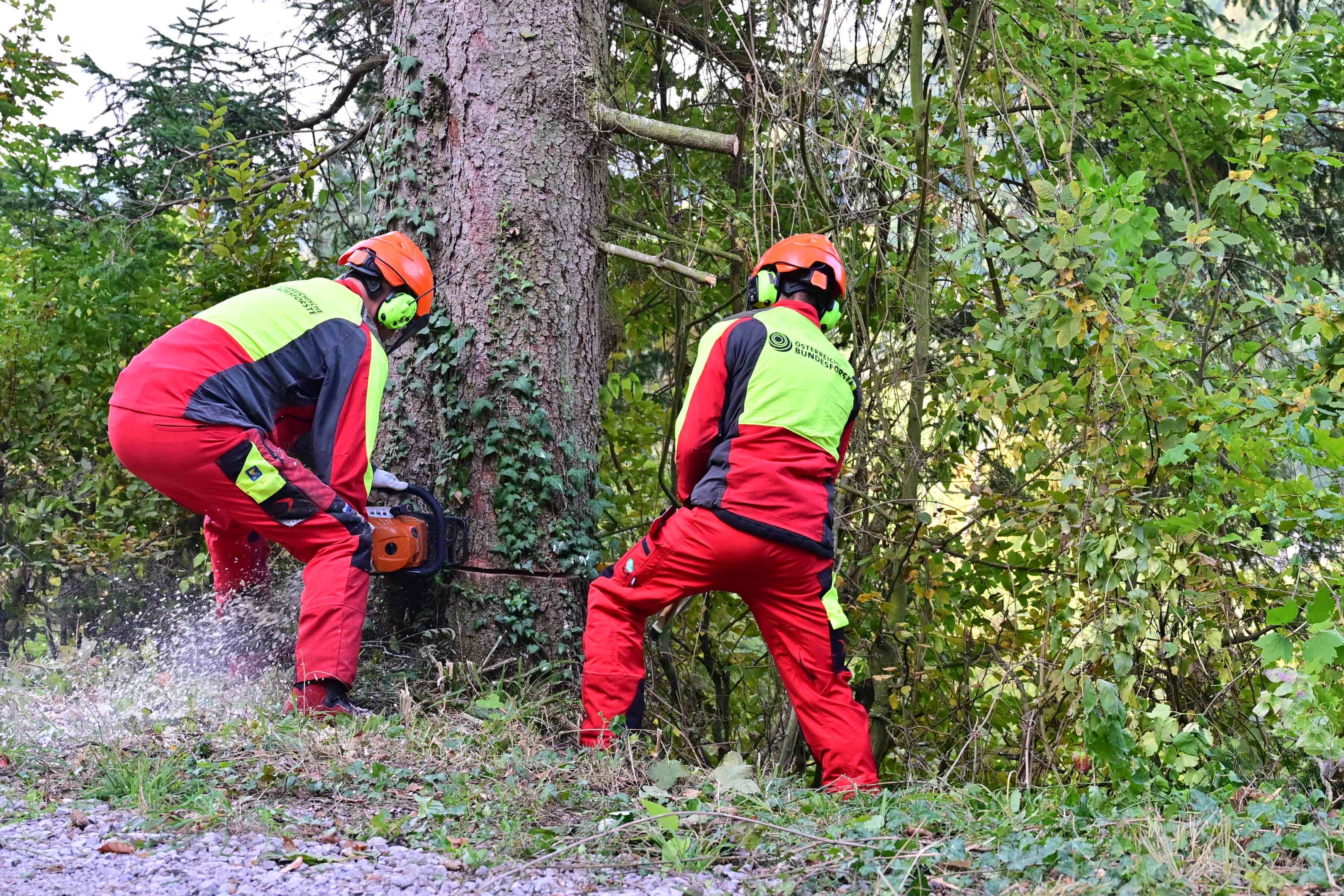 Zwei Forstarbeiter in Schutzkleidung fällen mit einer Motorsäge einen großen Baum im Wald.