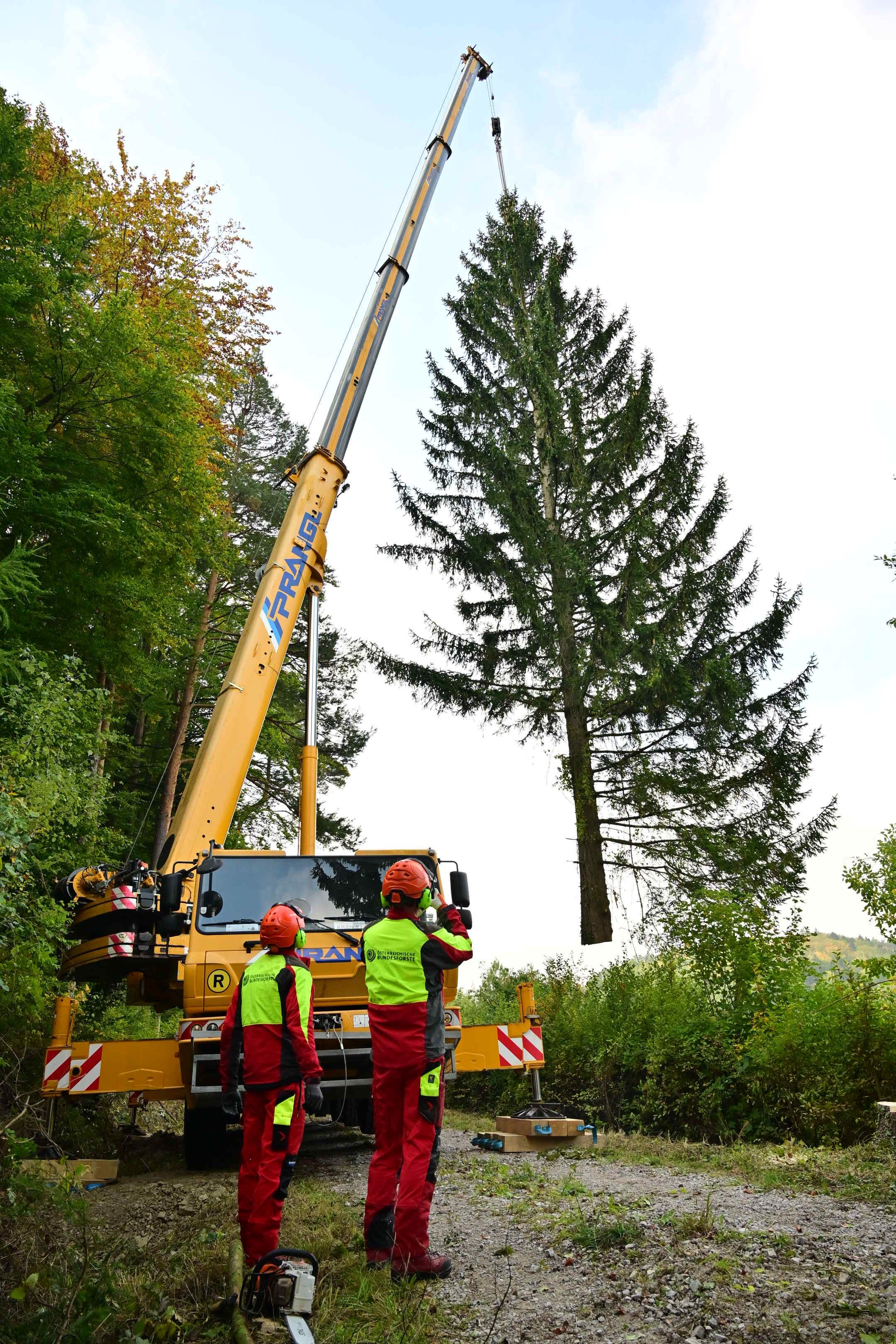 Ein Kran hebt einen großen Tannenbaum, zwei Arbeiter beobachten den Vorgang im Wald.